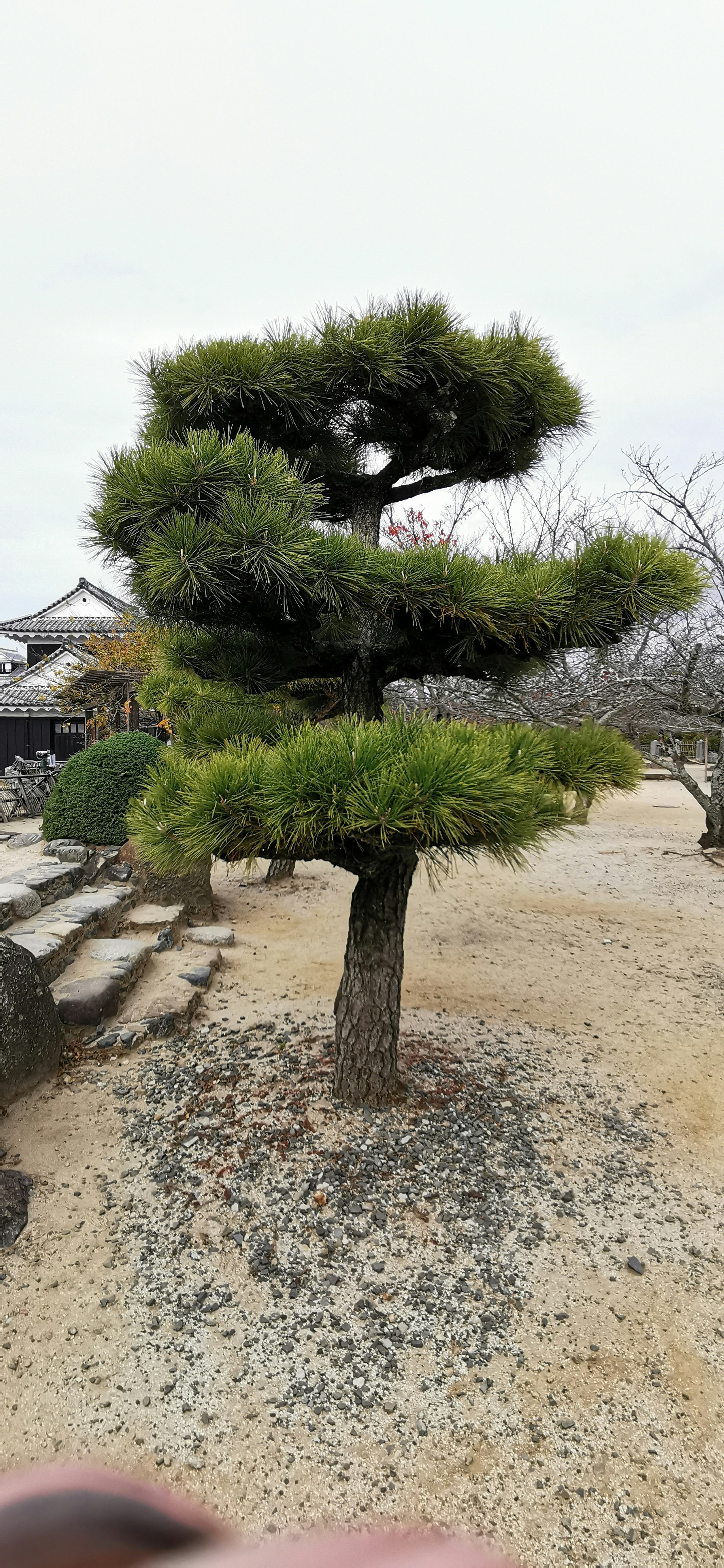 庭園の砂利の上に立つ松の盆栽のある景観