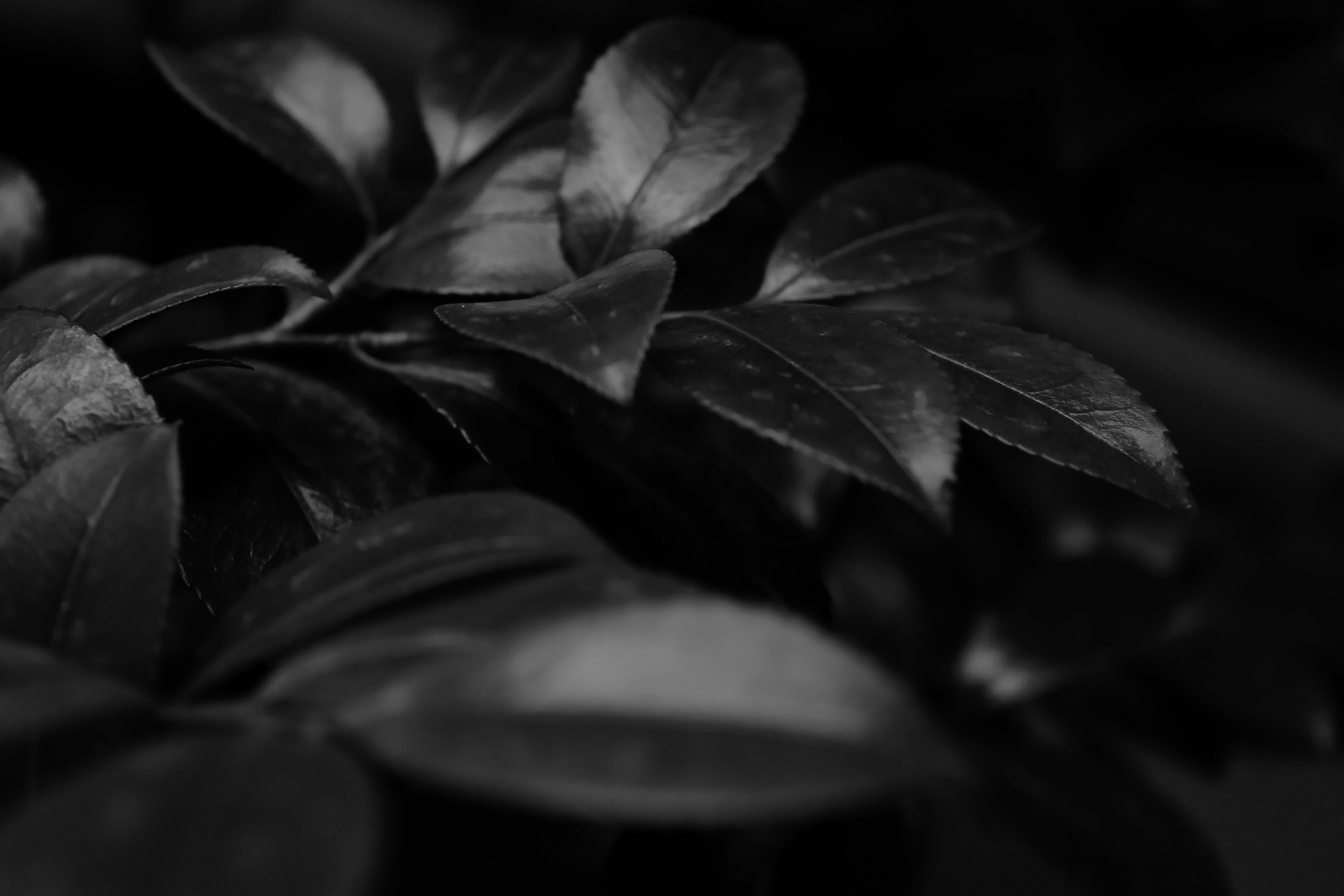 close-up of a plant wrapped in dark leaves