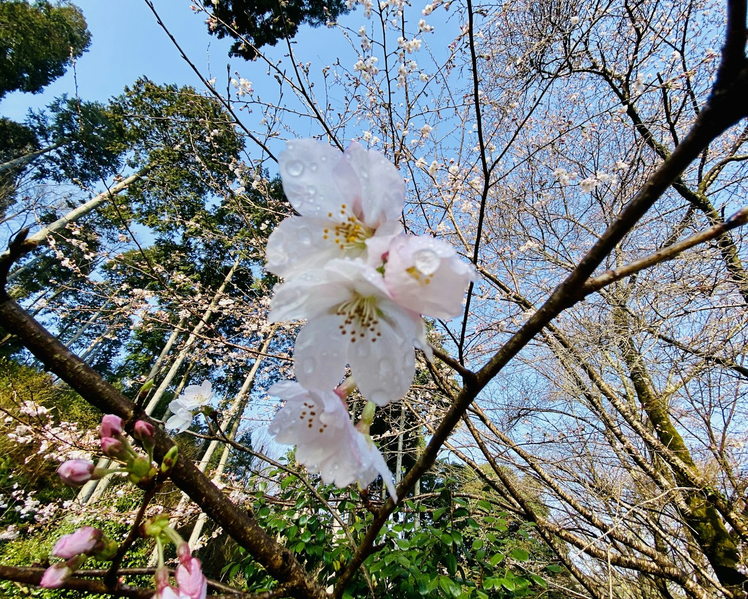 Kedekatan bunga sakura di cabang dengan latar belakang langit biru cerah dan pohon hijau