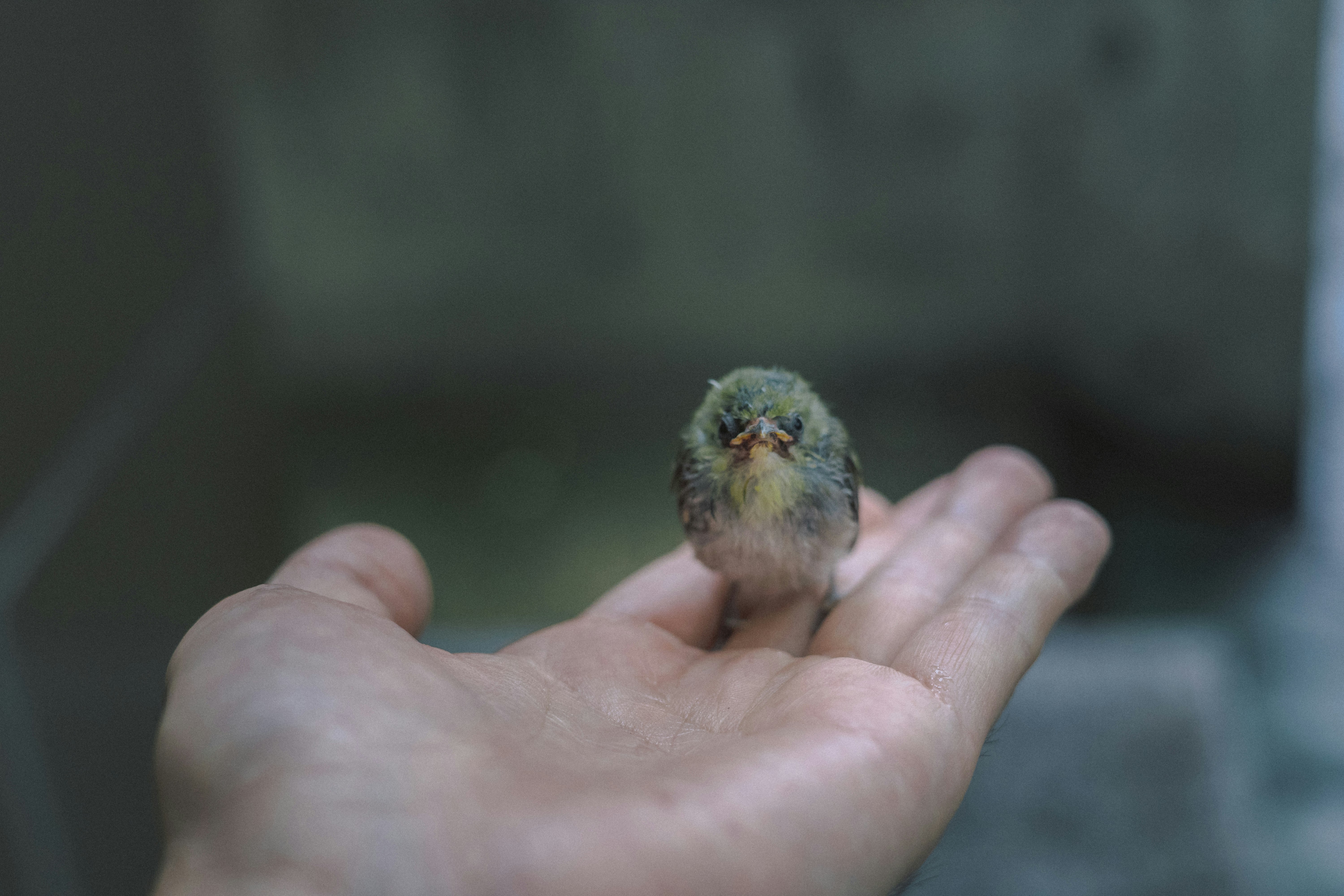 un piccolo pulcino appoggiato su una mano