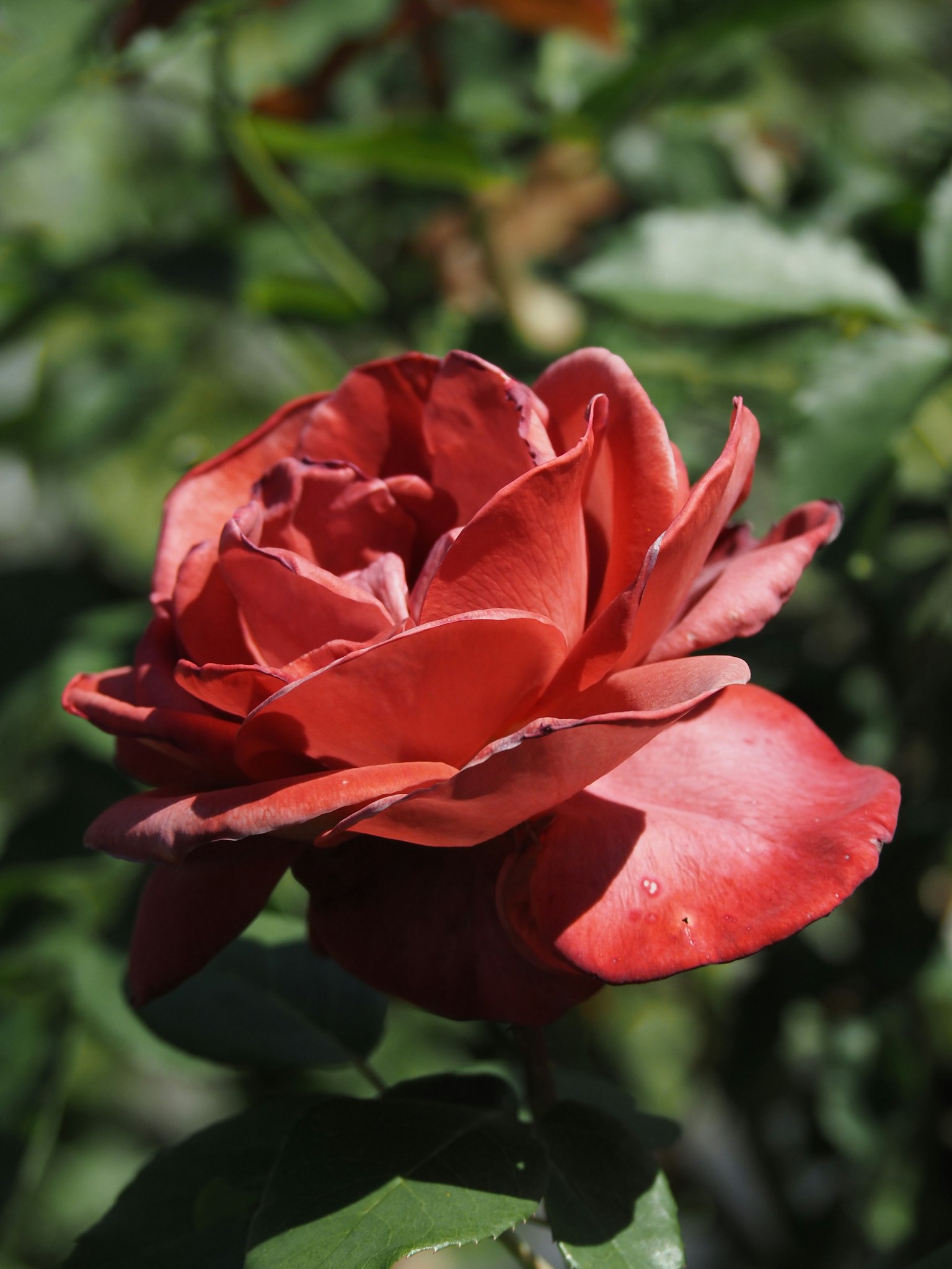A beautiful red rose blooming among green leaves