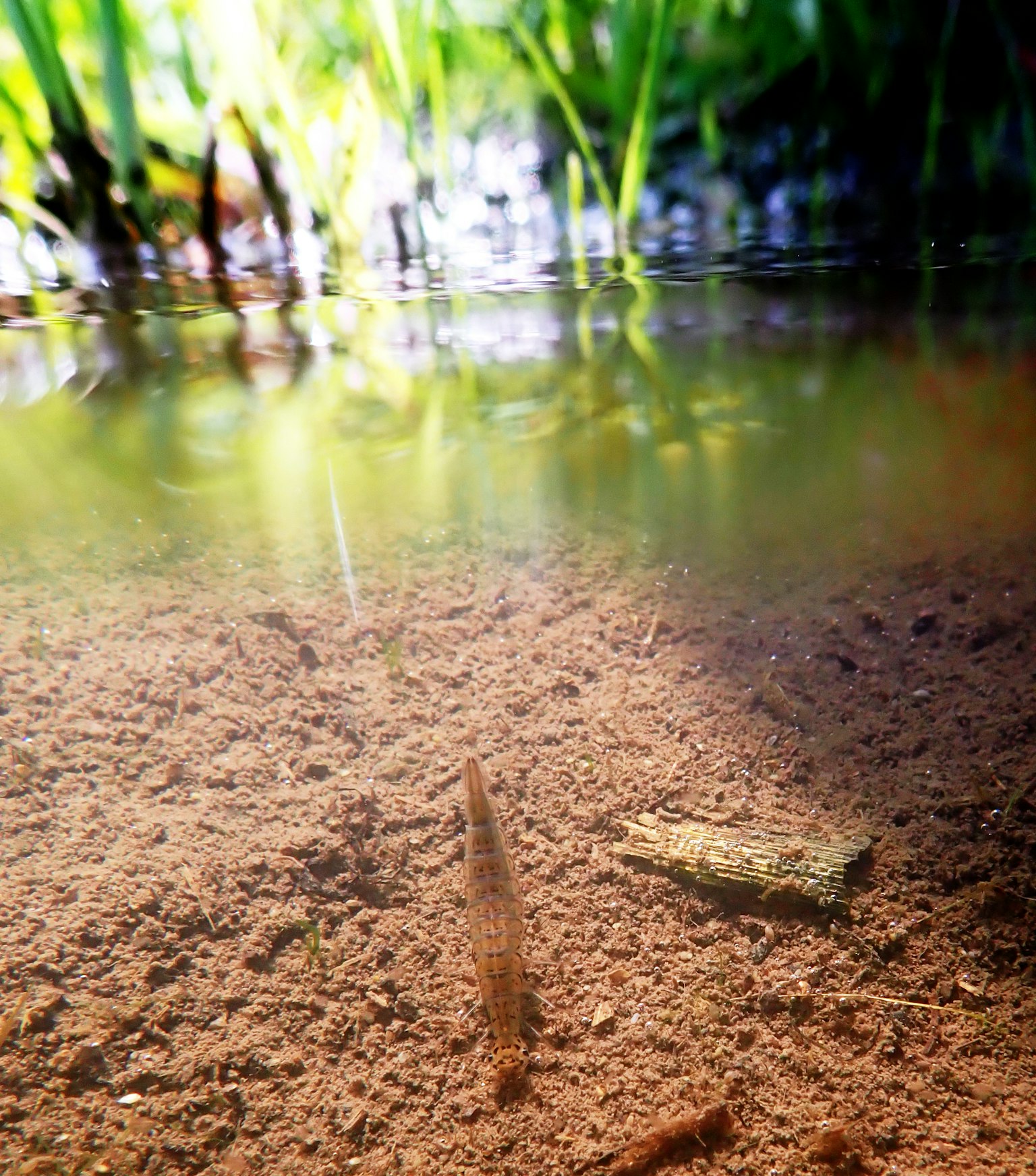 Pemandangan bawah air dengan ikan dan tanaman akuatik