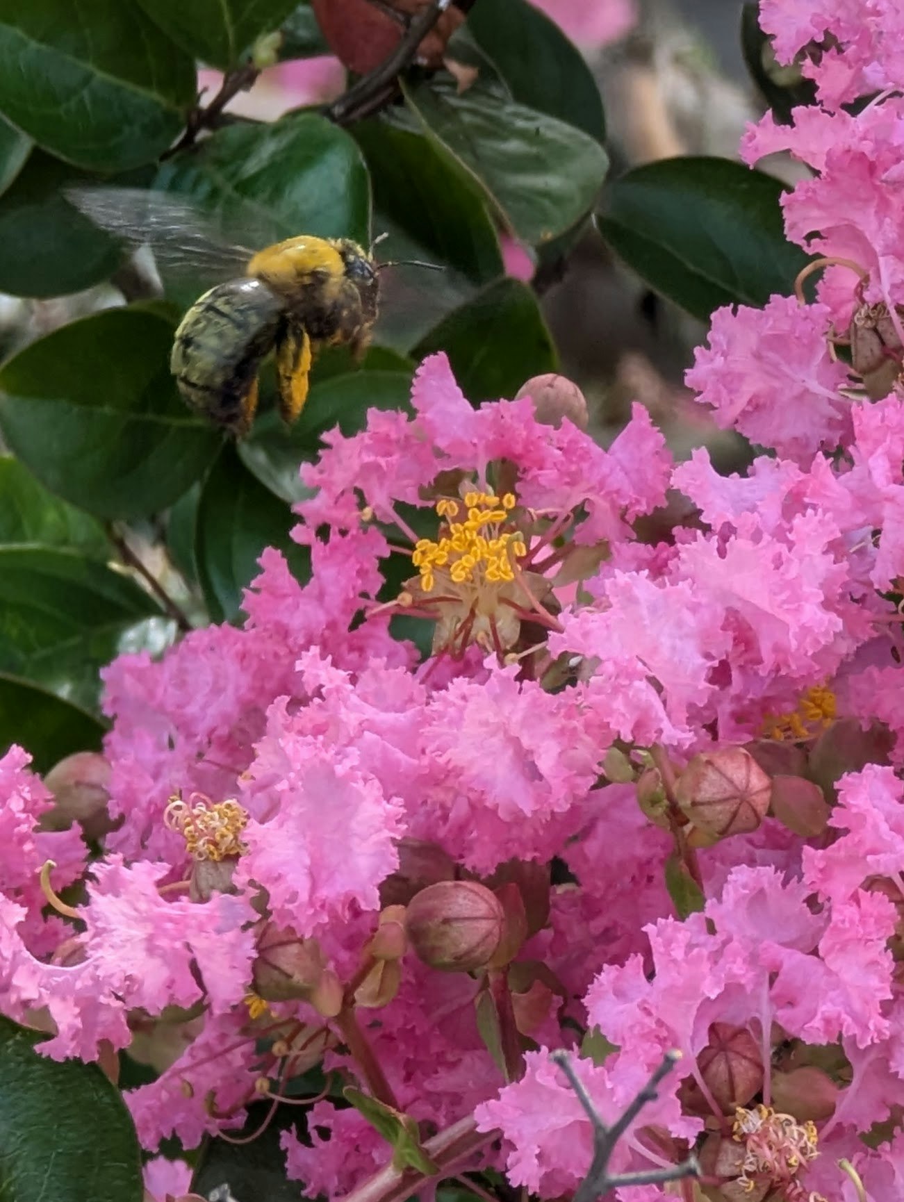 pink crepe myrtle blossoms with a bee collecting nectar on the branch