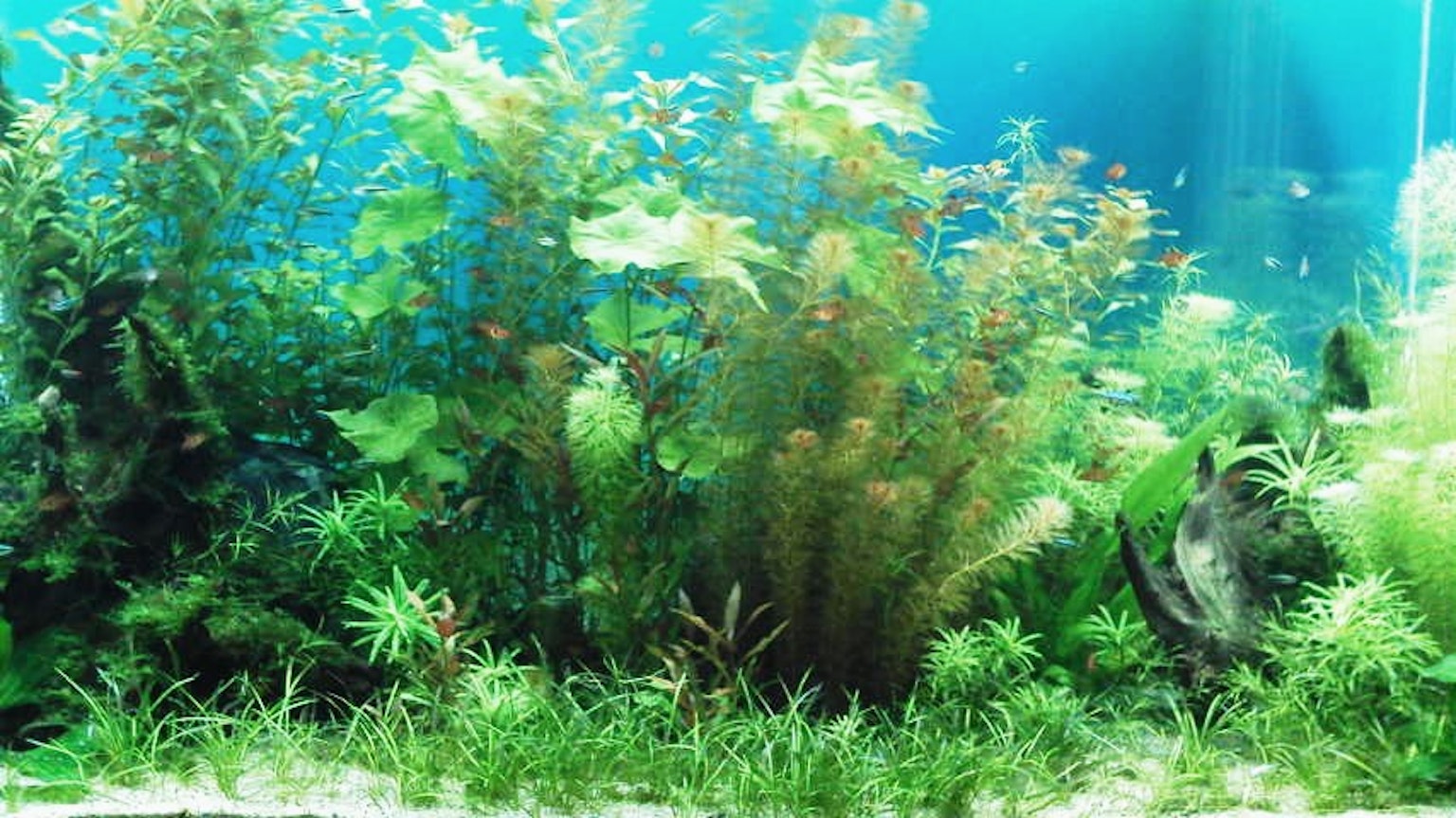 生動的水下場景，展示豐盛的水生植物和清澈的藍水