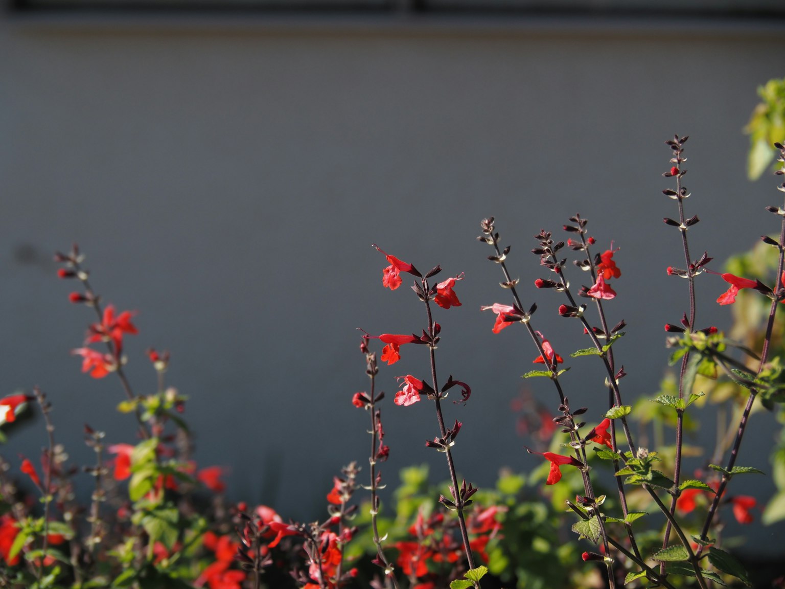 Grupo de flores rojas con hojas verdes frente a una pared blanca