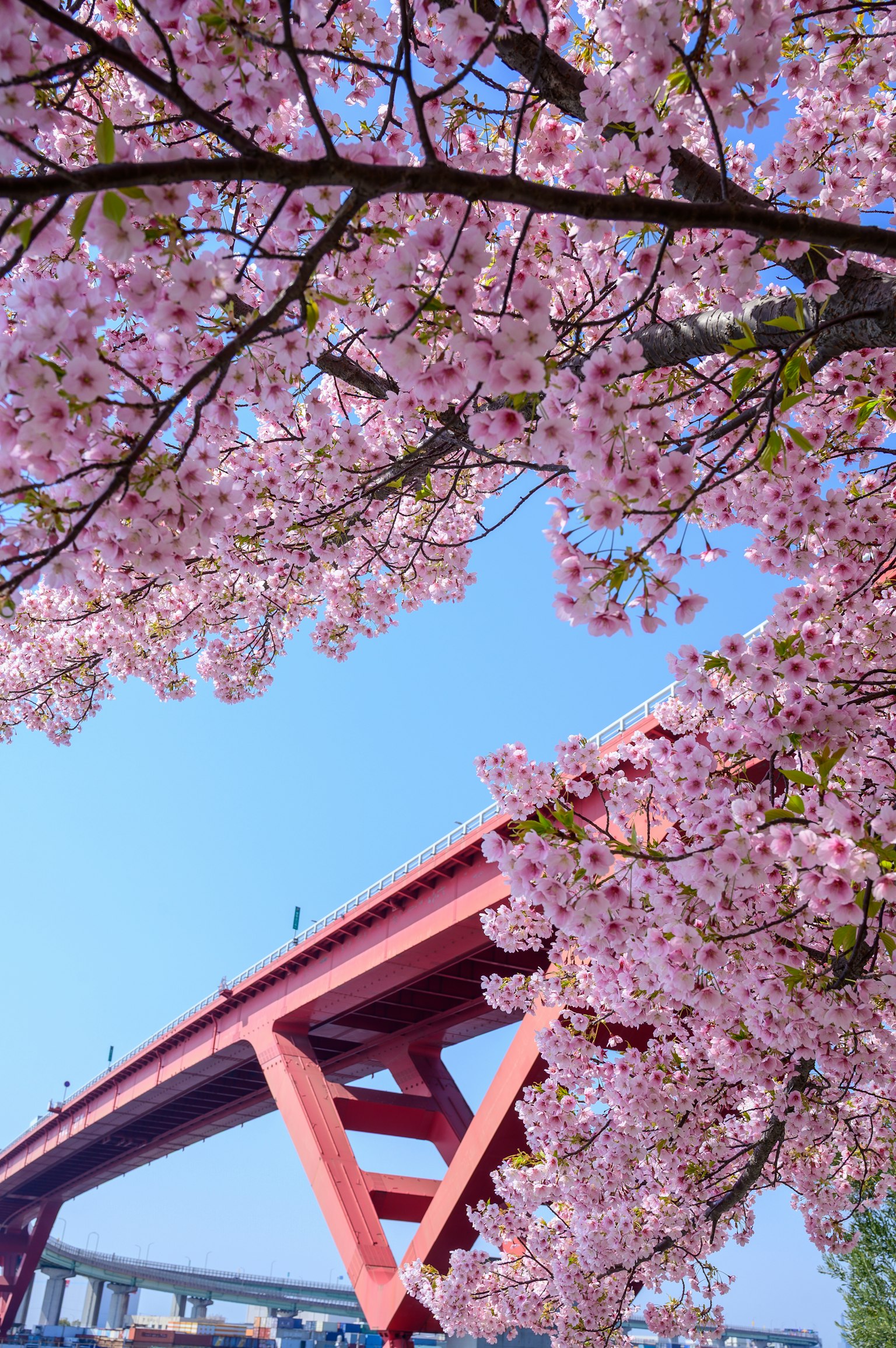 Scène de cerisiers en fleurs avec un pont rouge sous un ciel bleu