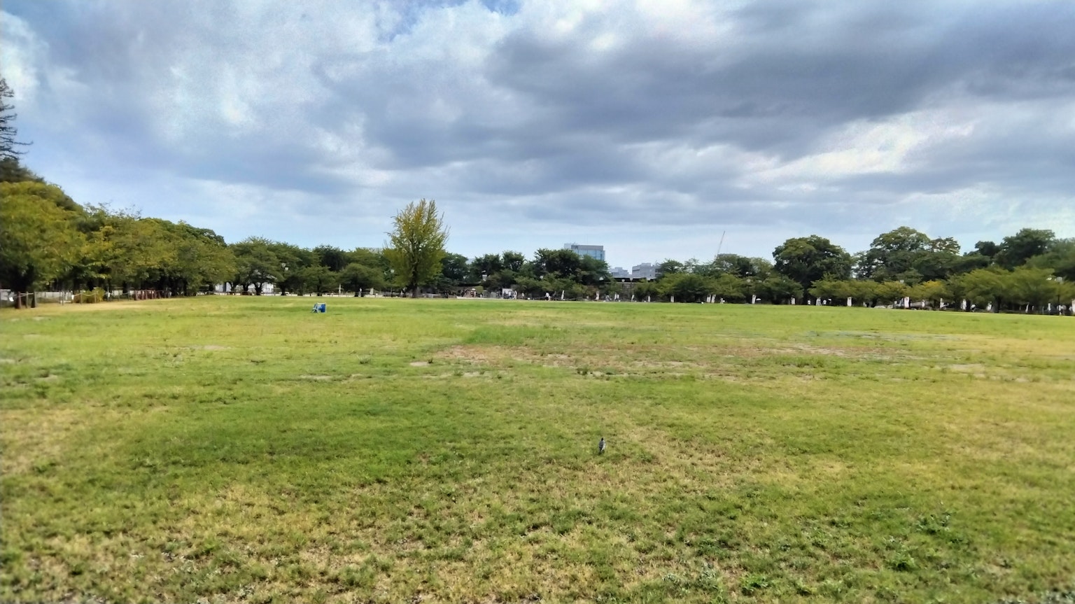 一個廣闊的公園，背景有綠色的草坪和樹木