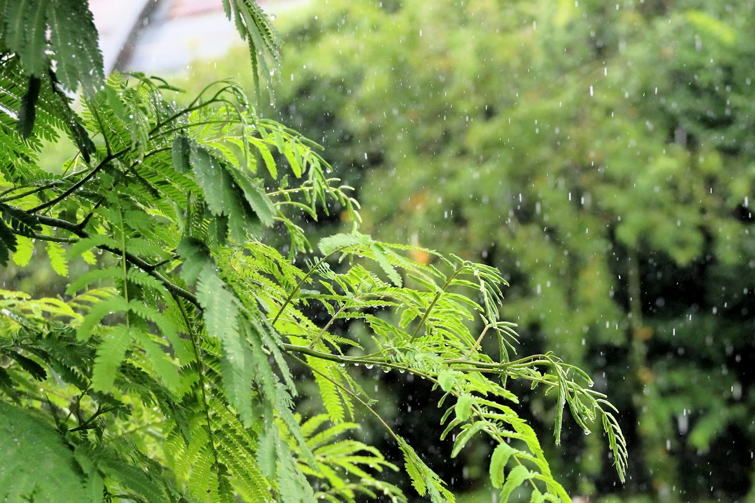 ภาพโคลสอัพของใบไม้สีเขียวในฝนพร้อมพื้นหลังสีเขียวเบลอ