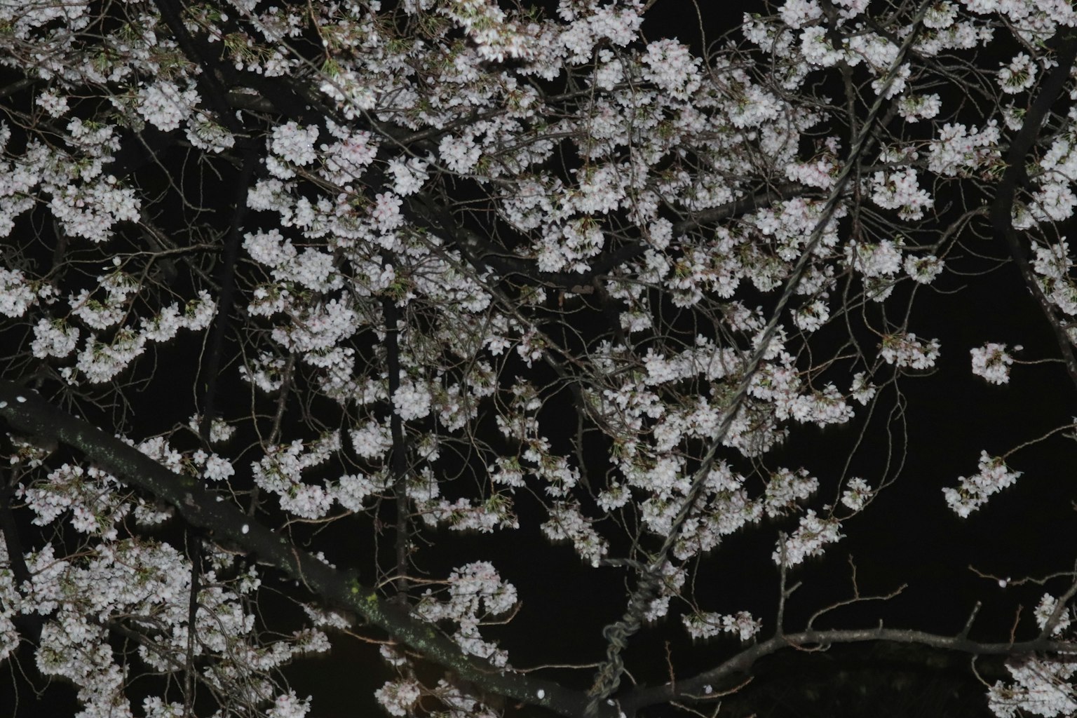 Fiori di ciliegio bianchi in piena fioritura su sfondo scuro