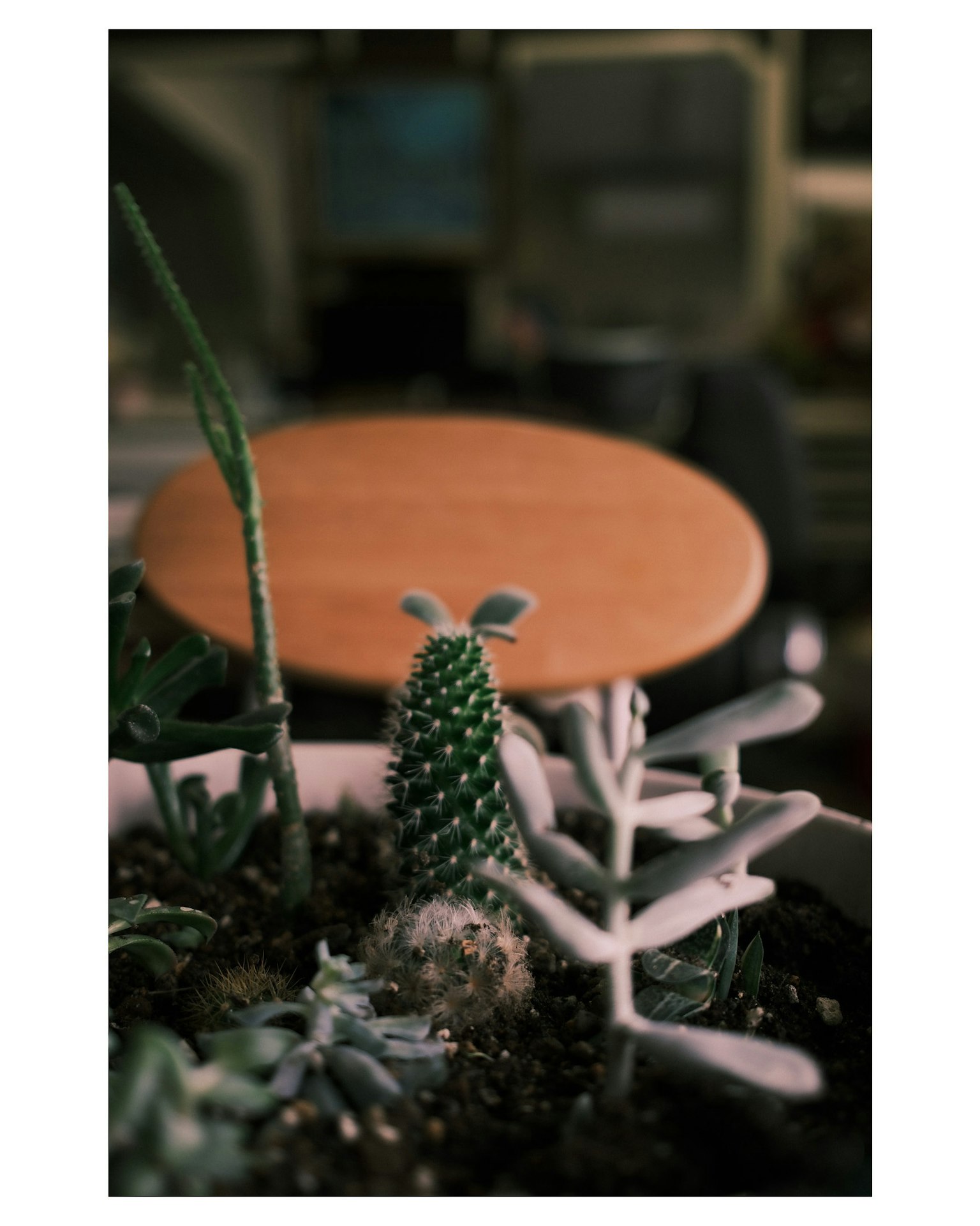 多様な多肉植物が植えられた鉢の中に緑色のサボテンが目立つ背景に木製のテーブル