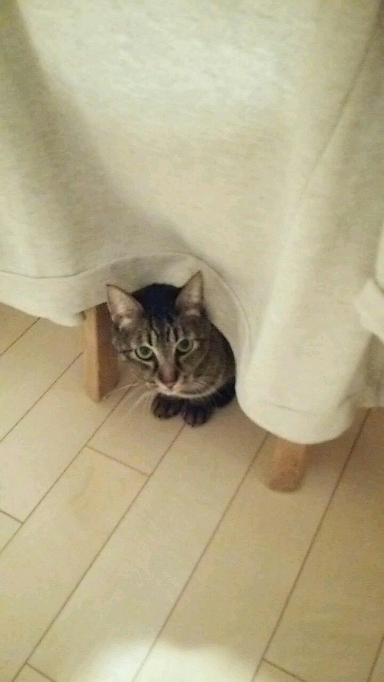 Eine Katze, die unter einem weißen Tuch am Tisch hervorblickt