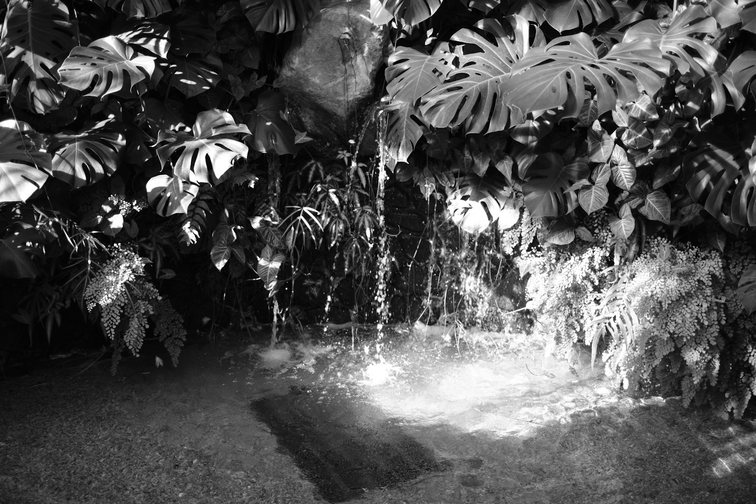 Immagine in bianco e nero di una cascata circondata da piante tropicali e riflessi di luce