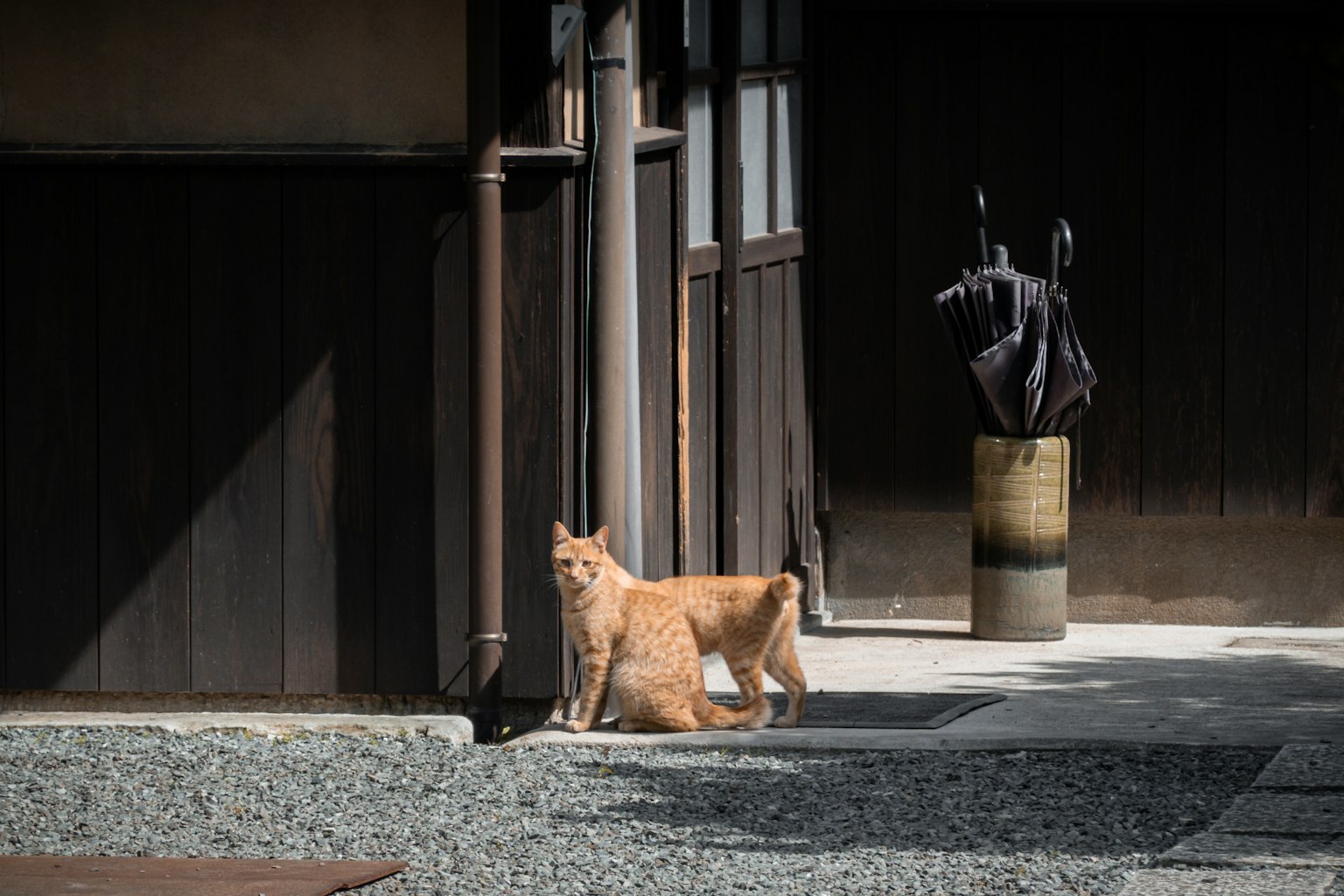 橙色猫站在安静的花园里旁边有一个黑色雕塑