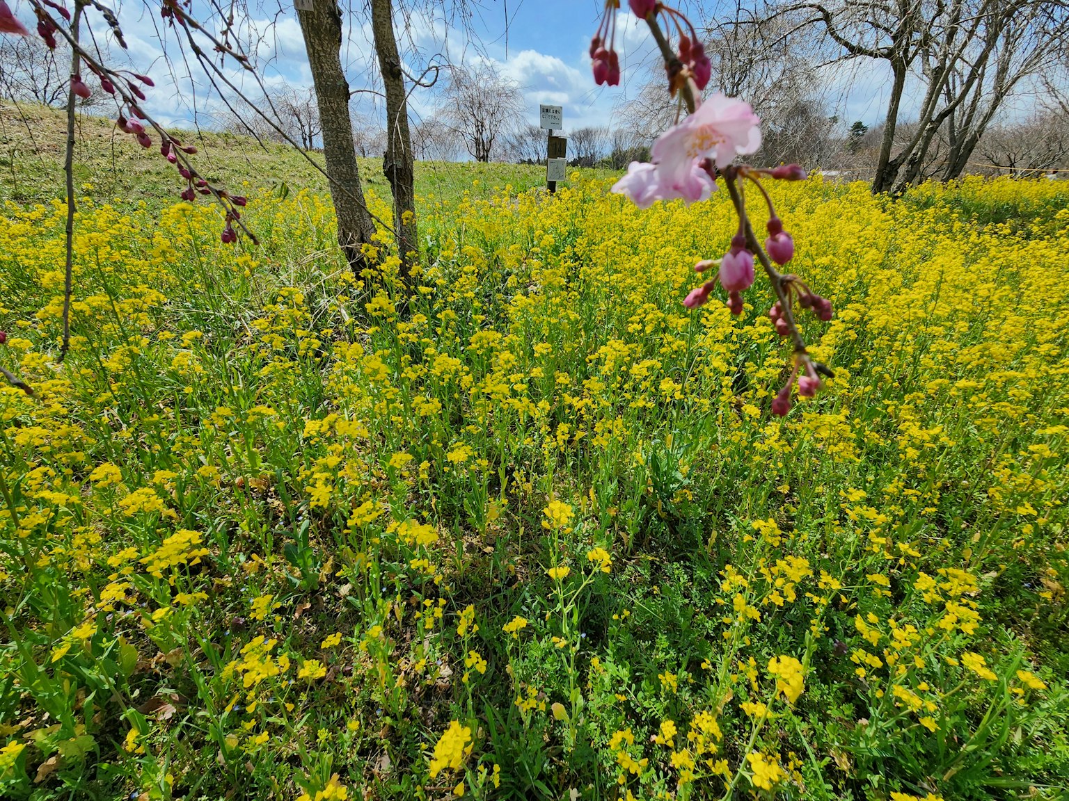 A field of yellow flowers with cherry blossoms in the foreground