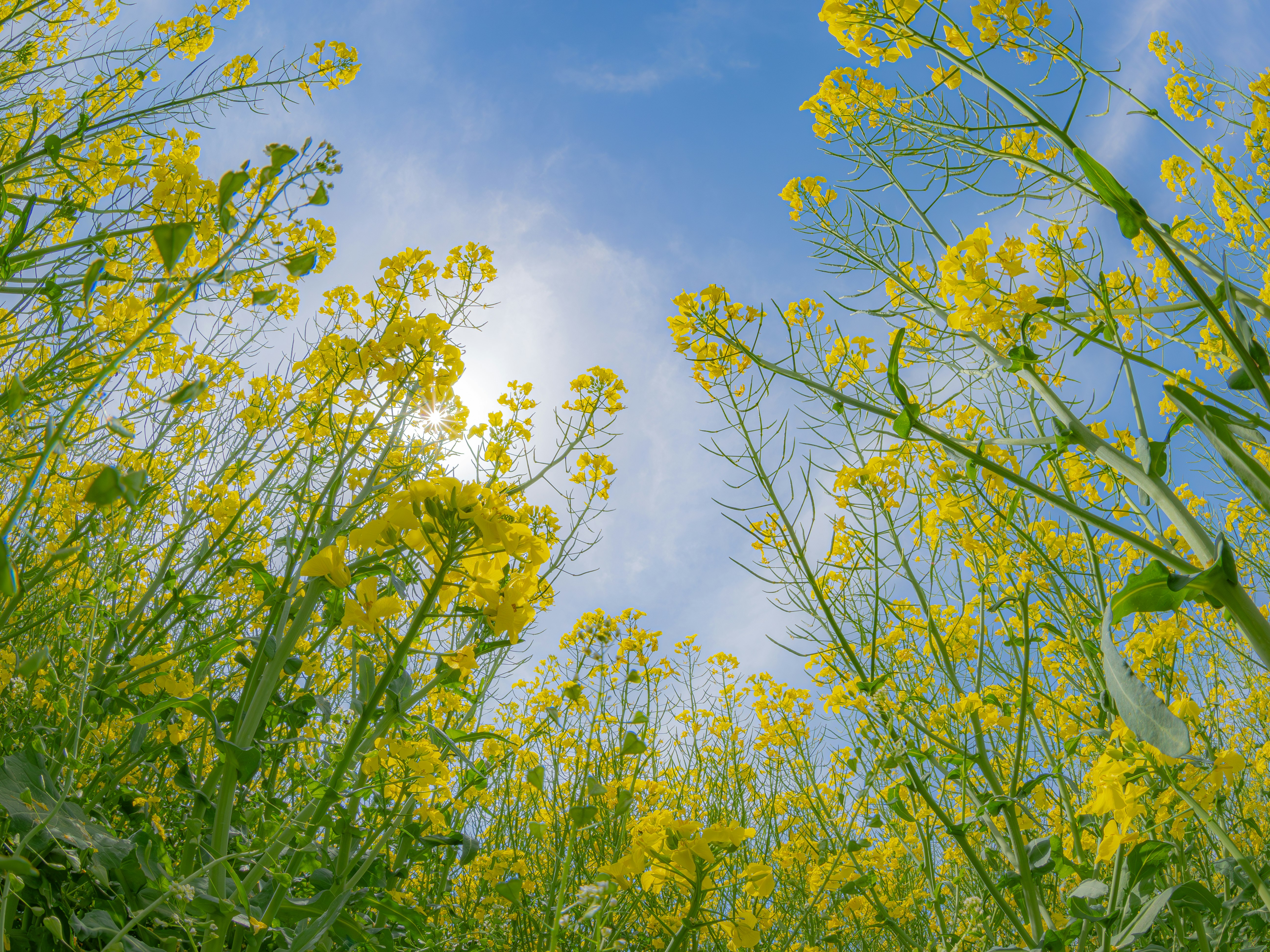 yellow wildflowers under a blue sky