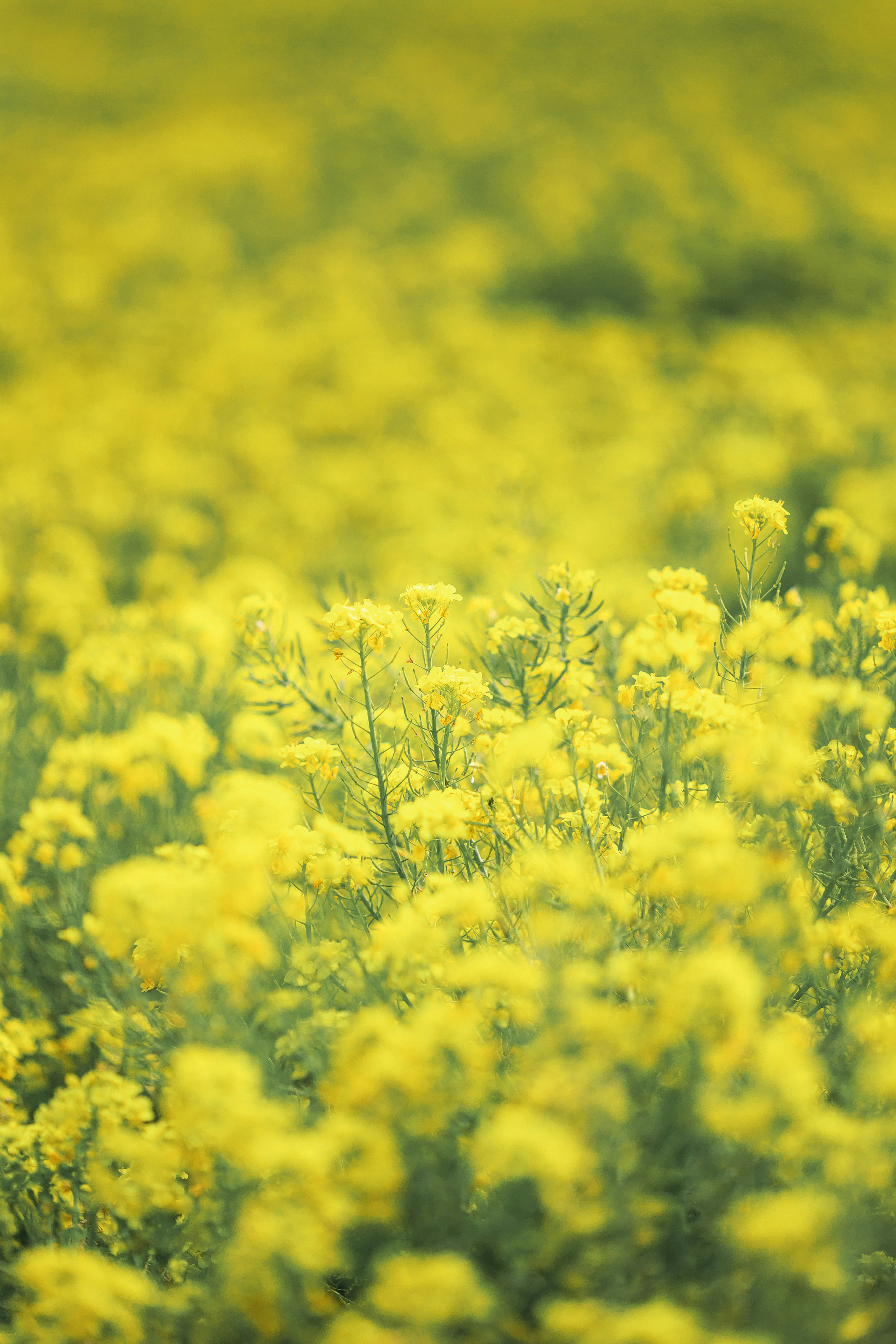 Springtime mustard flower field with a sea of yellow blooms