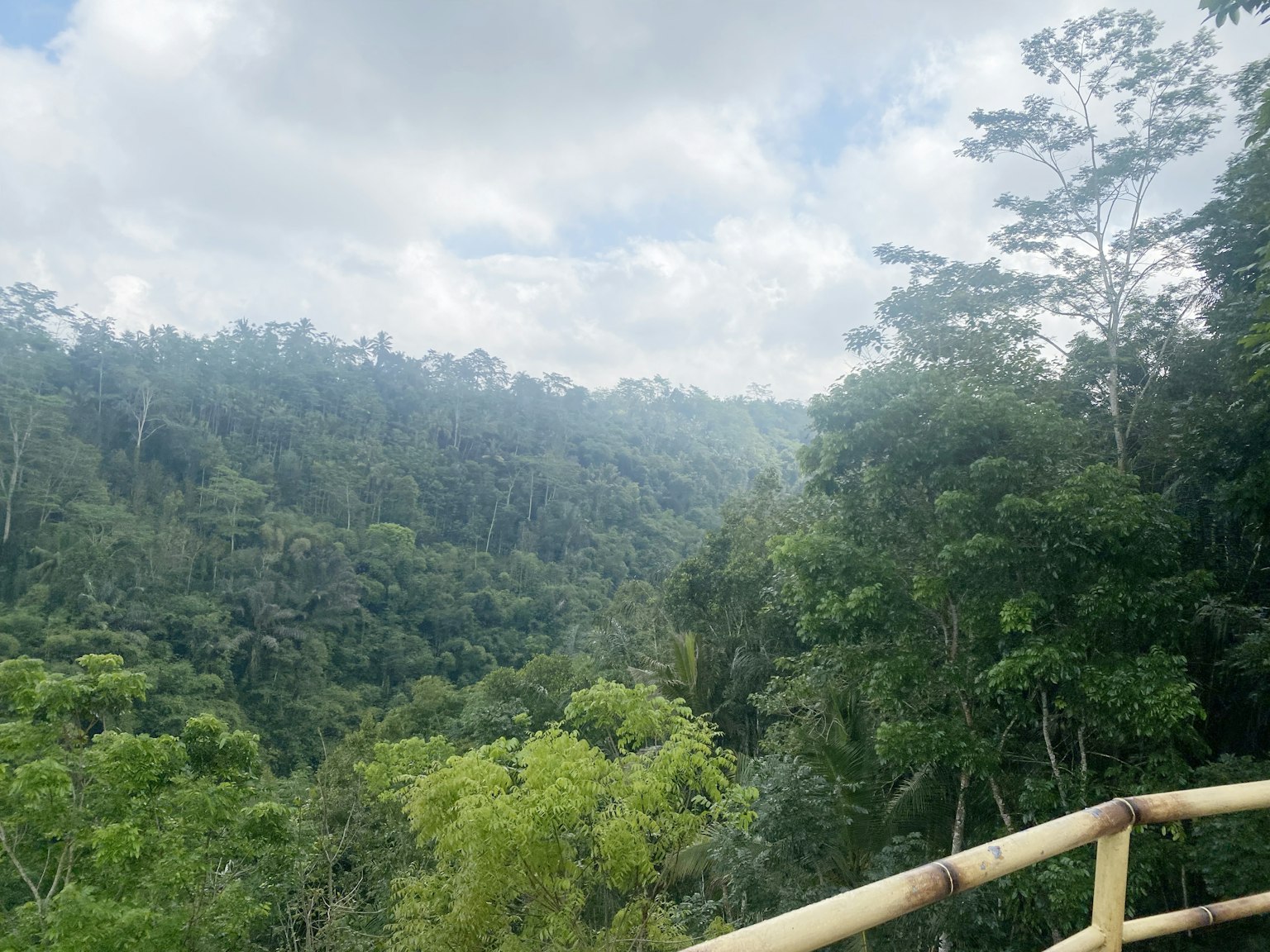 Lush green forest landscape with blue sky and distant trees shrouded in mist