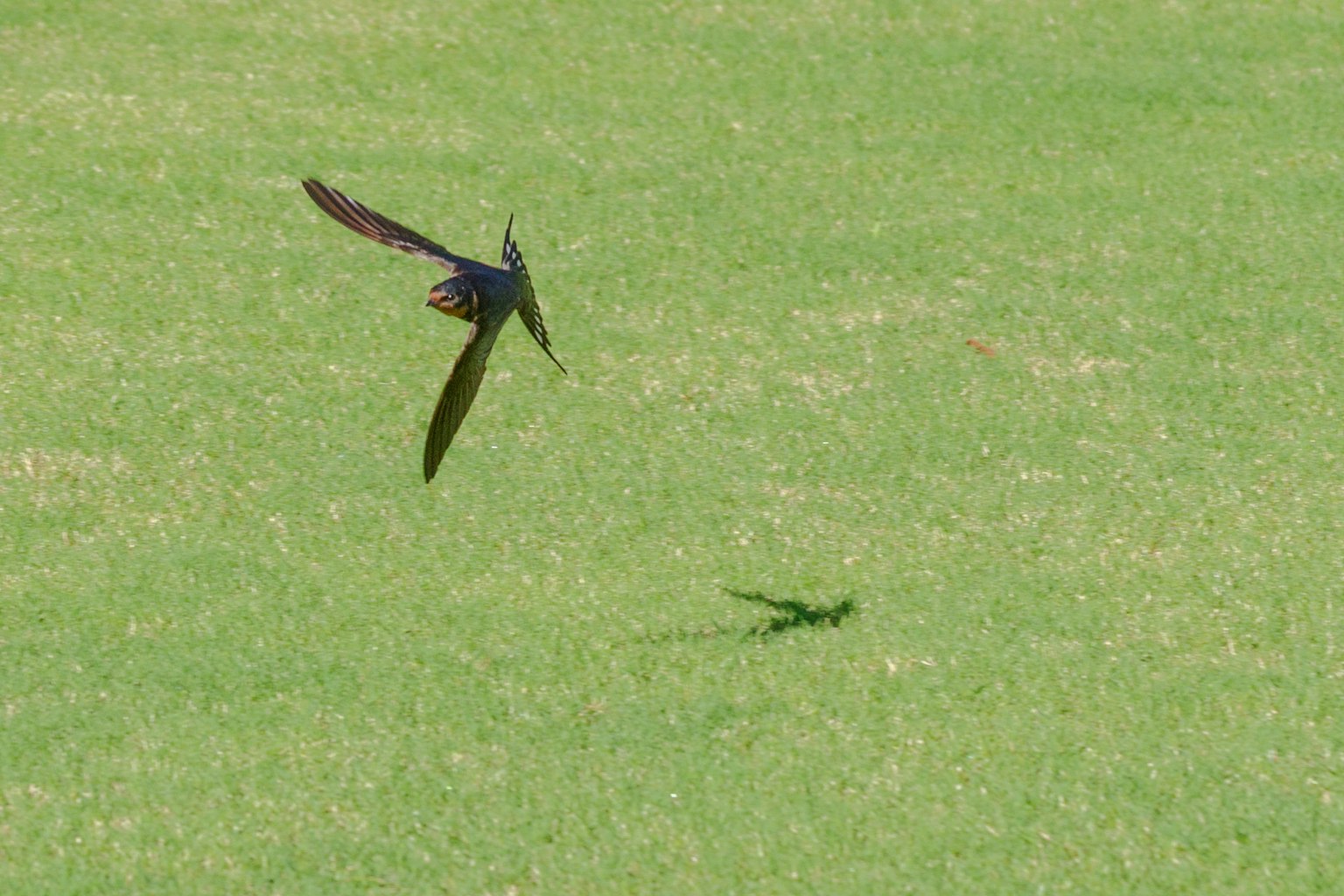 Un oiseau volant au-dessus de l'herbe verte projetant une ombre