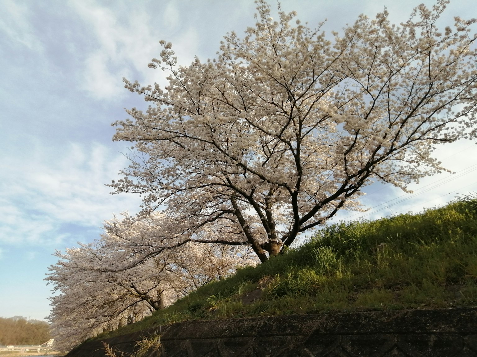 Des cerisiers en fleurs au bord de la rivière