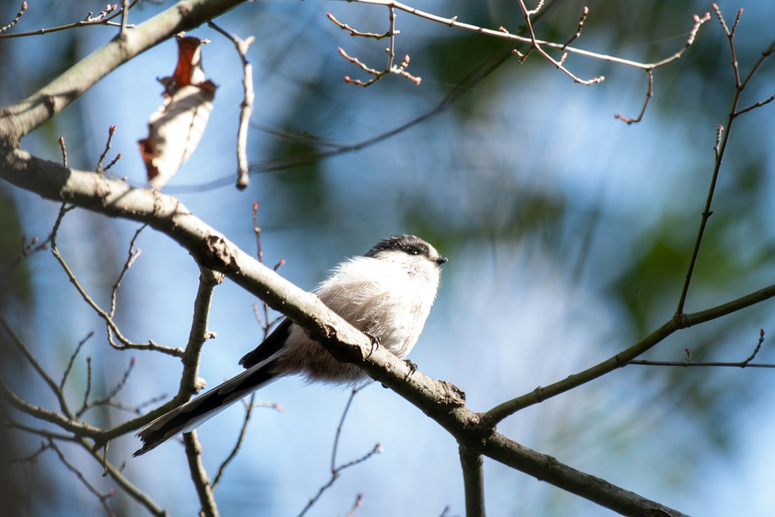 A small bird perched on a branch with a blurred green and blue background