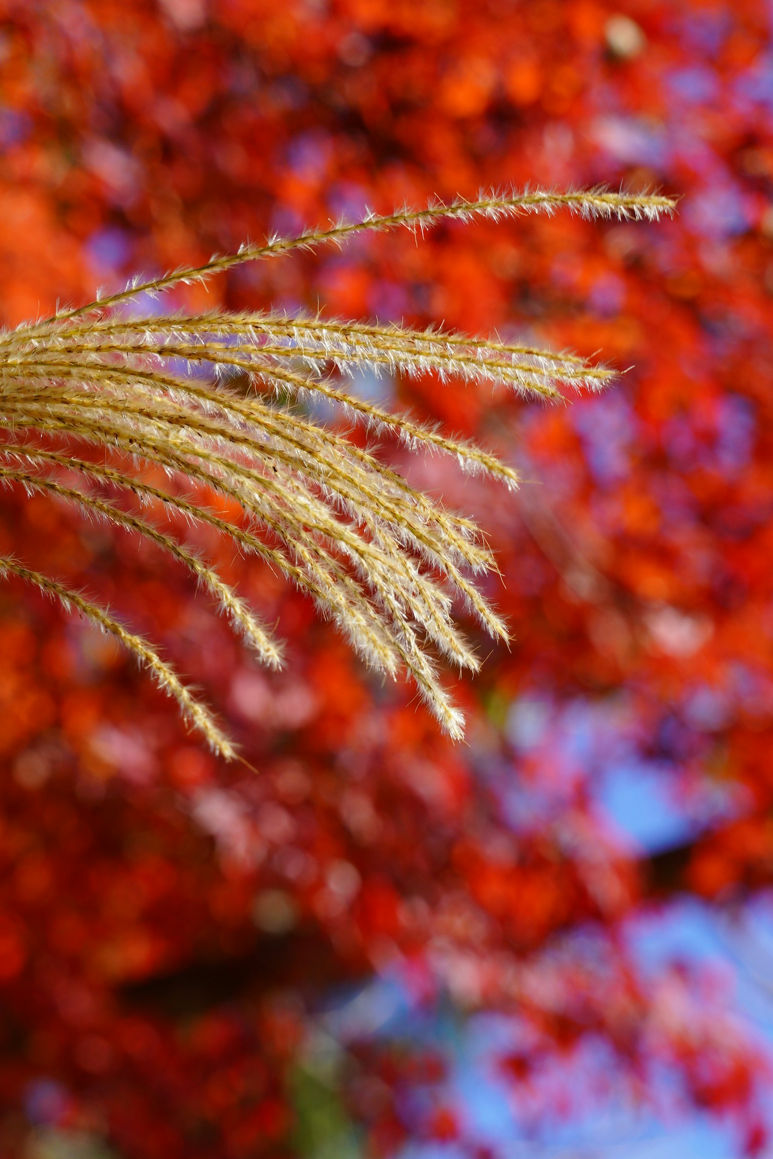 Herbe dorée sur un fond rouge vif