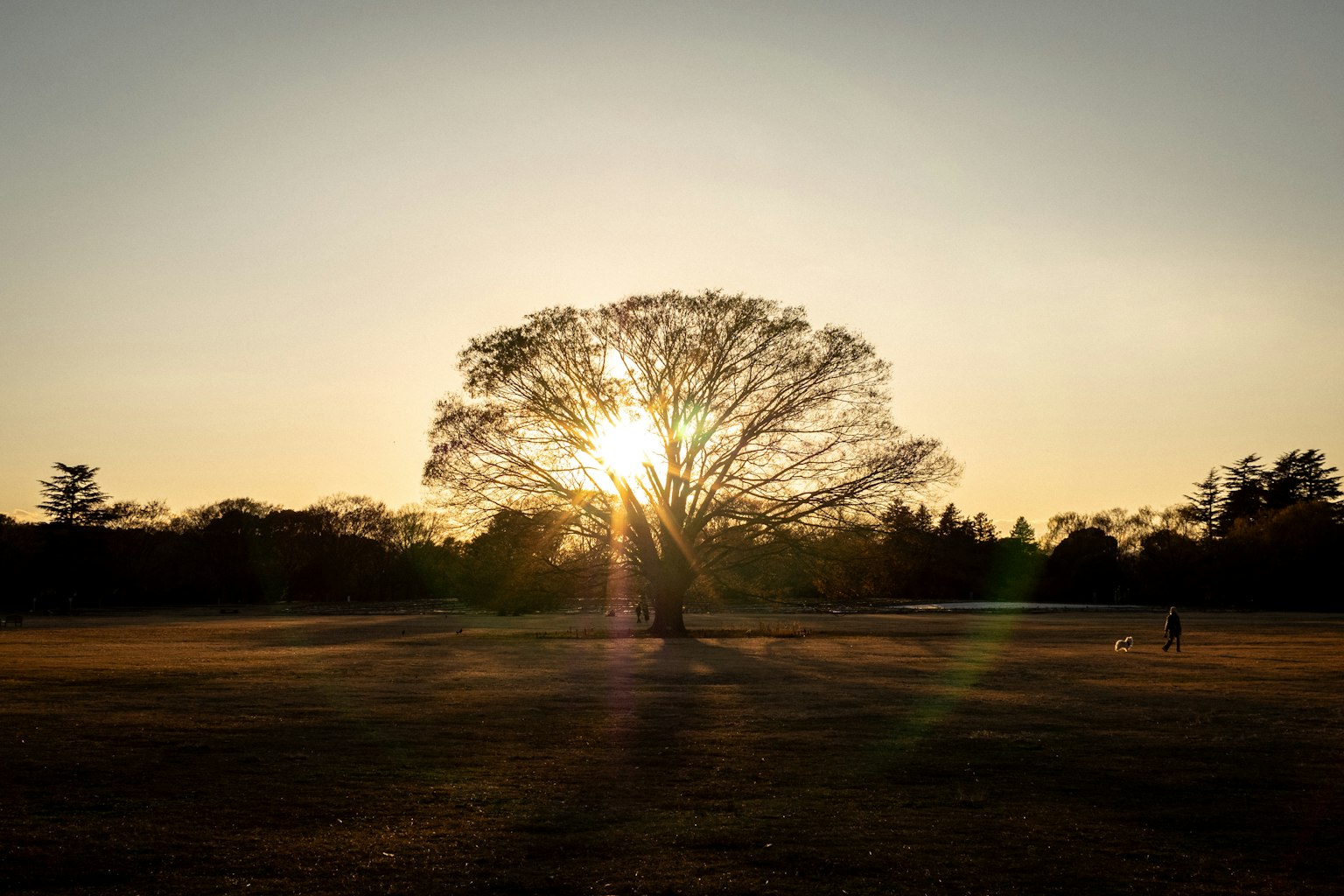A large tree illuminated by the sunset stands in a wide grassy field