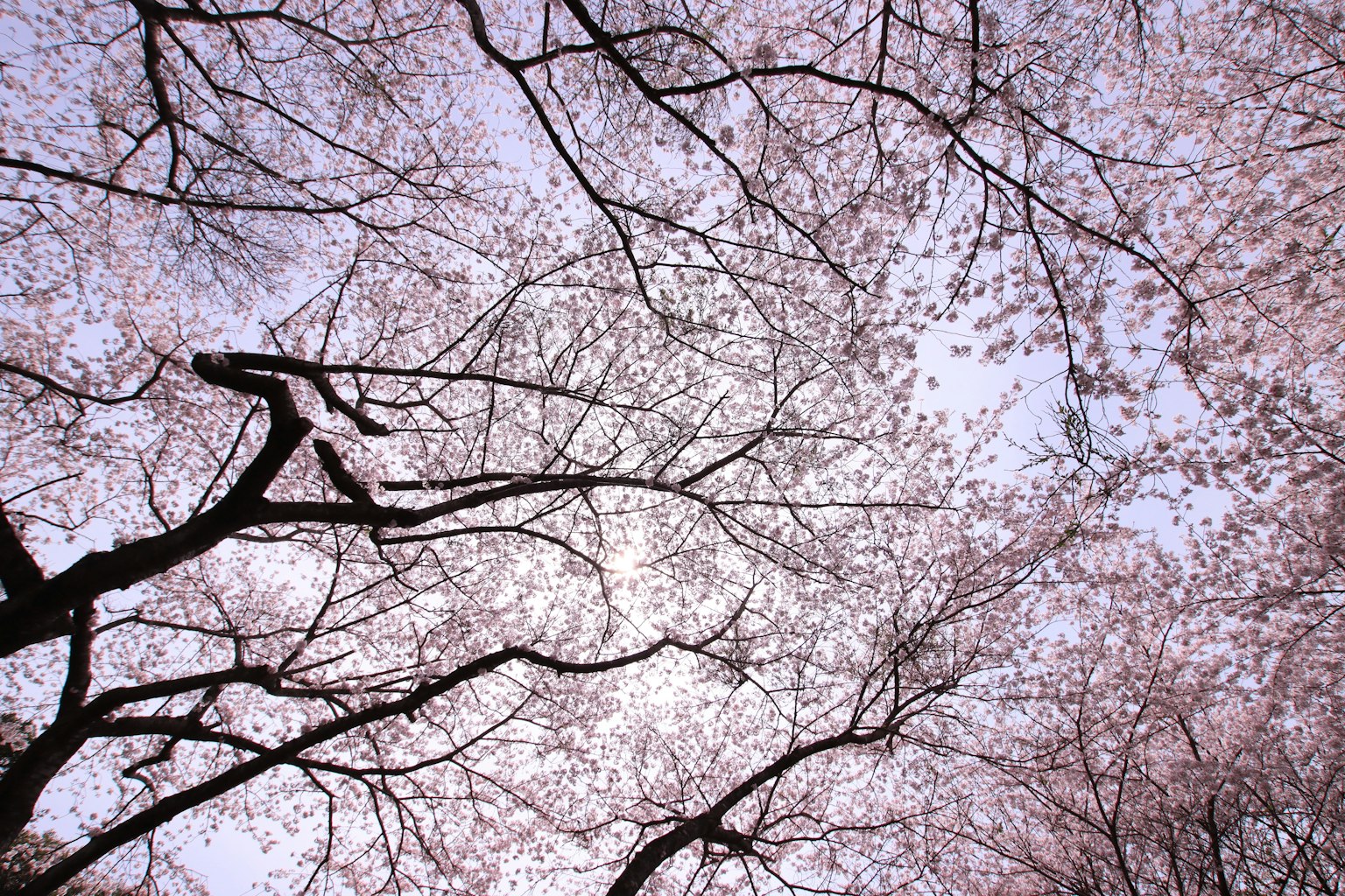 View looking up at cherry blossom trees in bloom