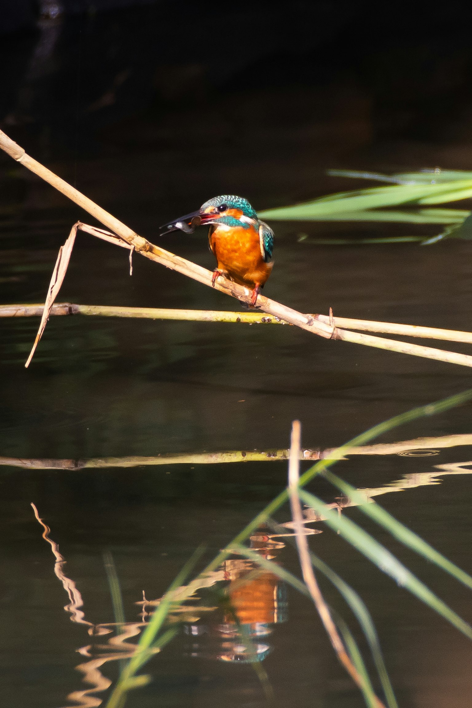 Un colorato martin pescatore appollaiato su un ramo vicino all'acqua con riflessi sulla superficie