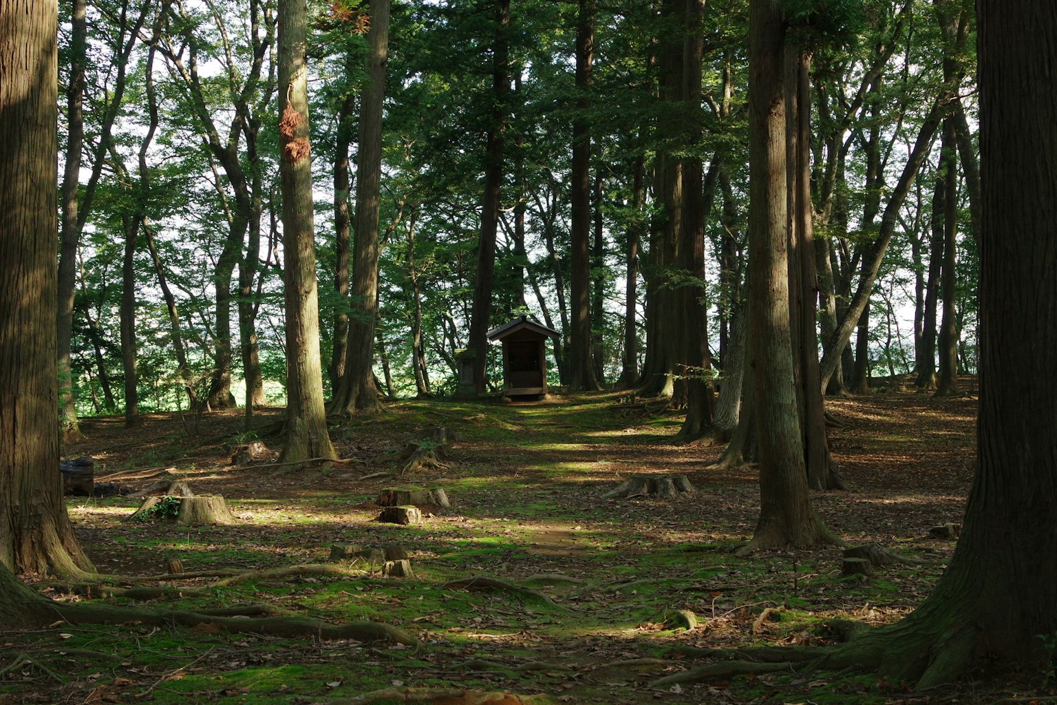 Foresta lussureggiante con alberi alti e terreno coperto di muschio