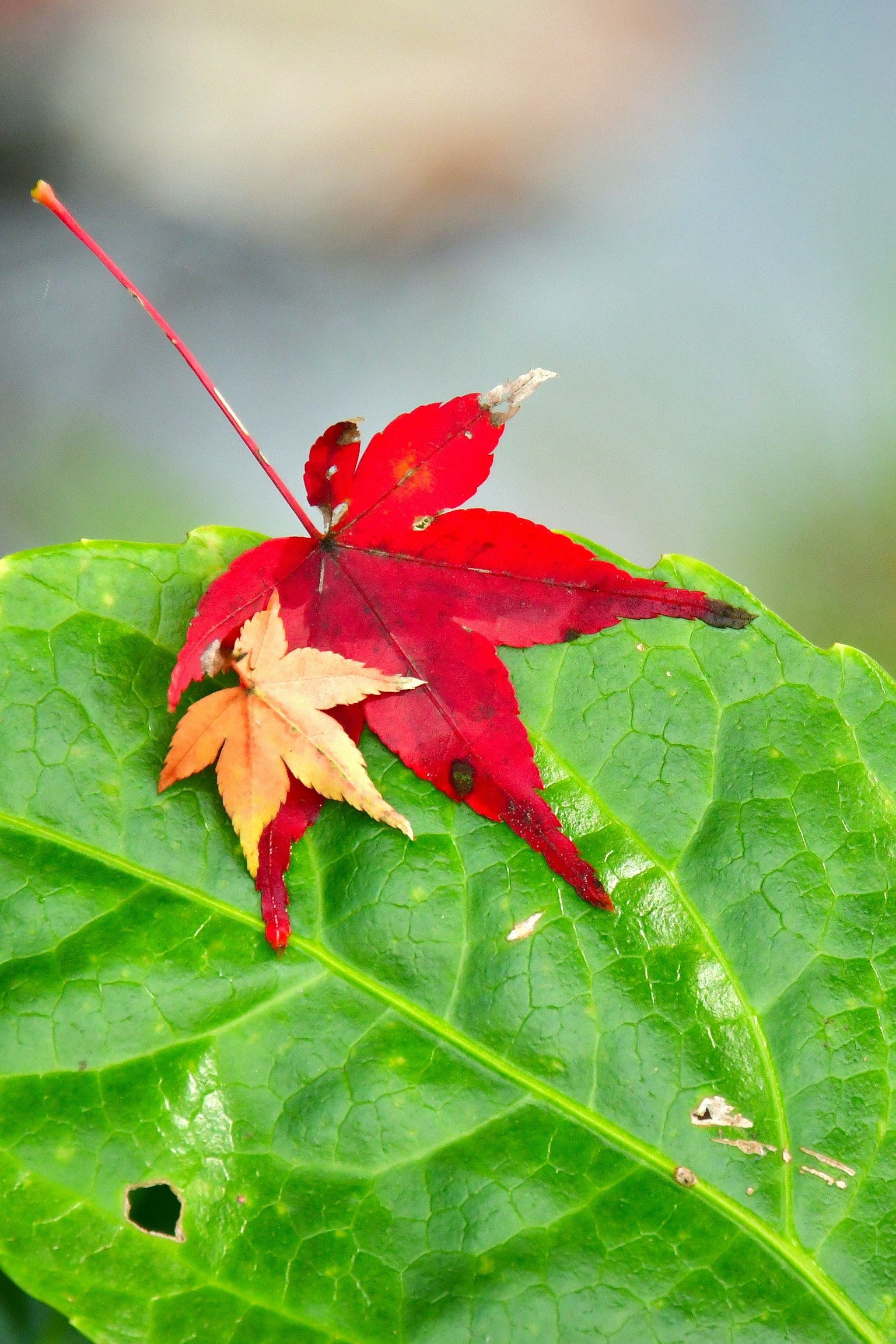 緑の葉の上に赤と黄色の葉が重なっている様子