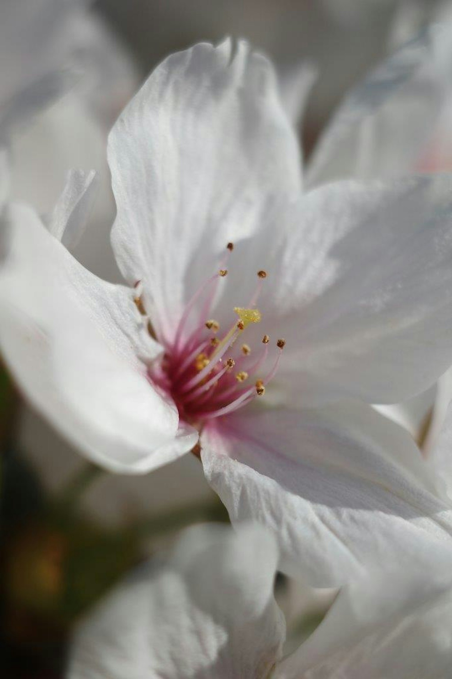 Primer plano de una flor de cerezo blanco Pétalos suaves con un centro rosa