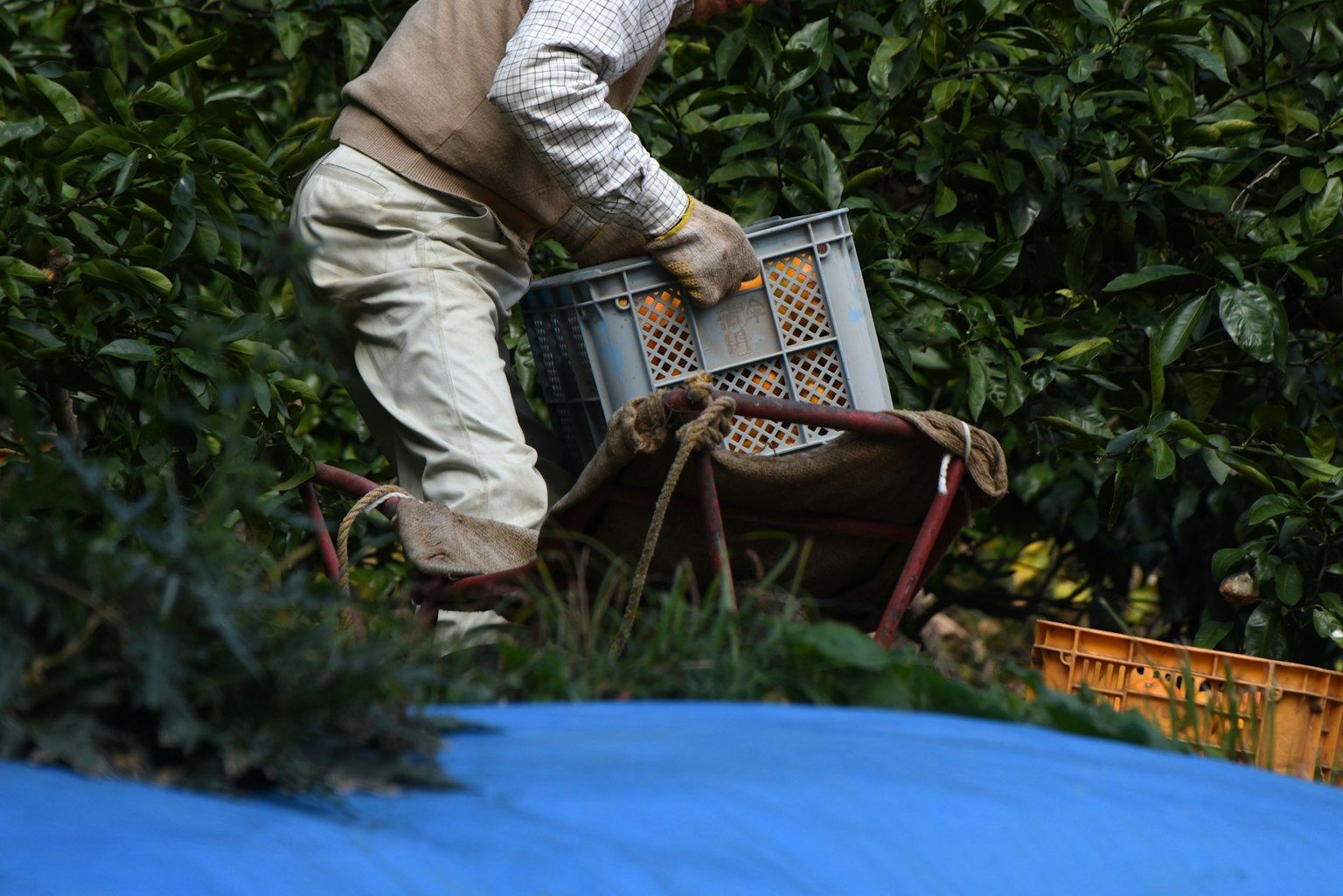Lavoratore che trasporta un cestino in una scena di raccolta di frutta
