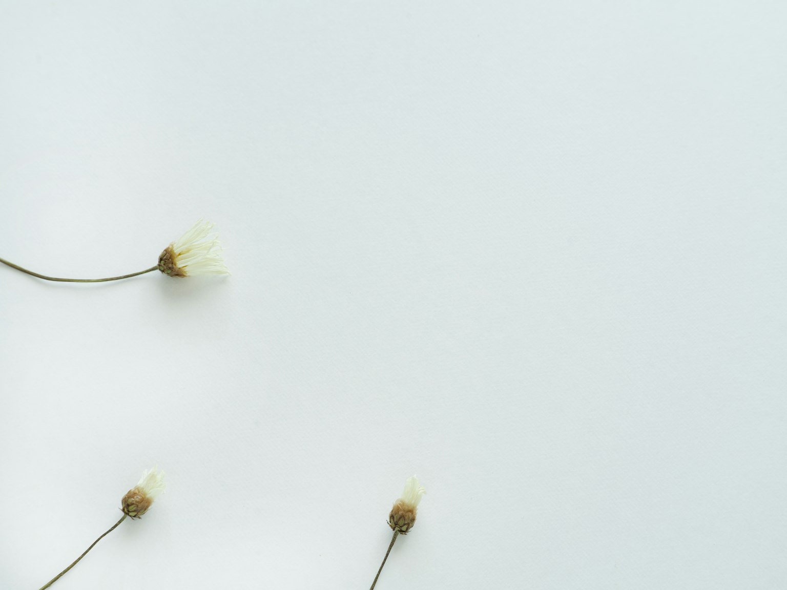 Piccole piante simili a fiori su uno sfondo bianco
