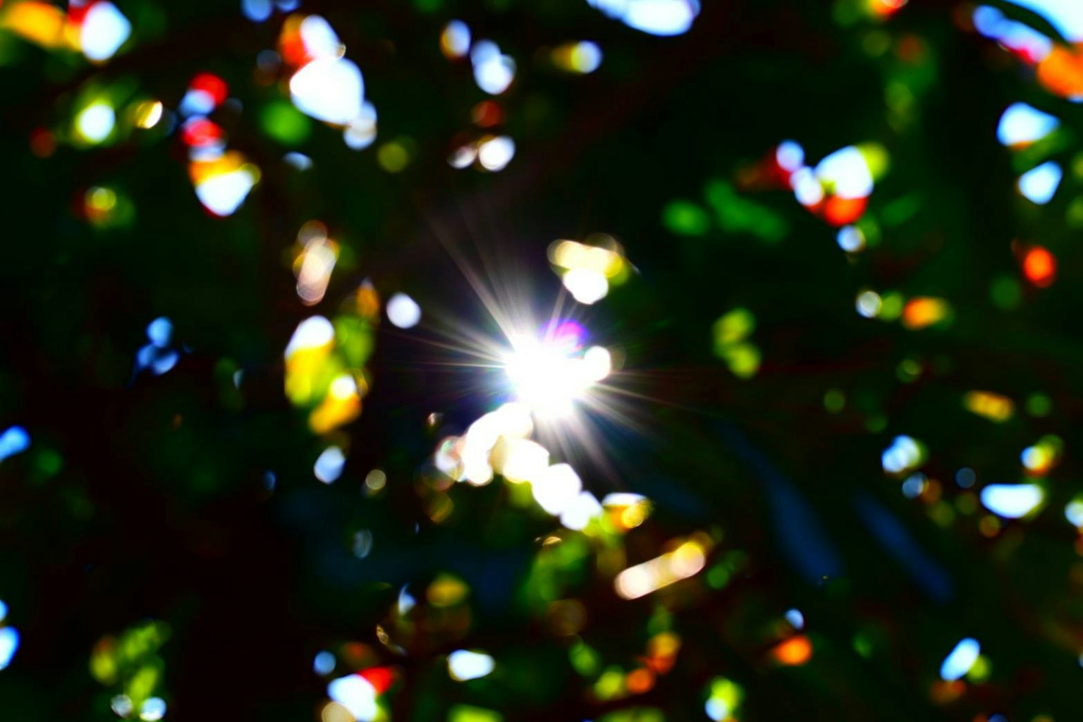 Sunlight shining through foliage creating a beautiful bokeh effect