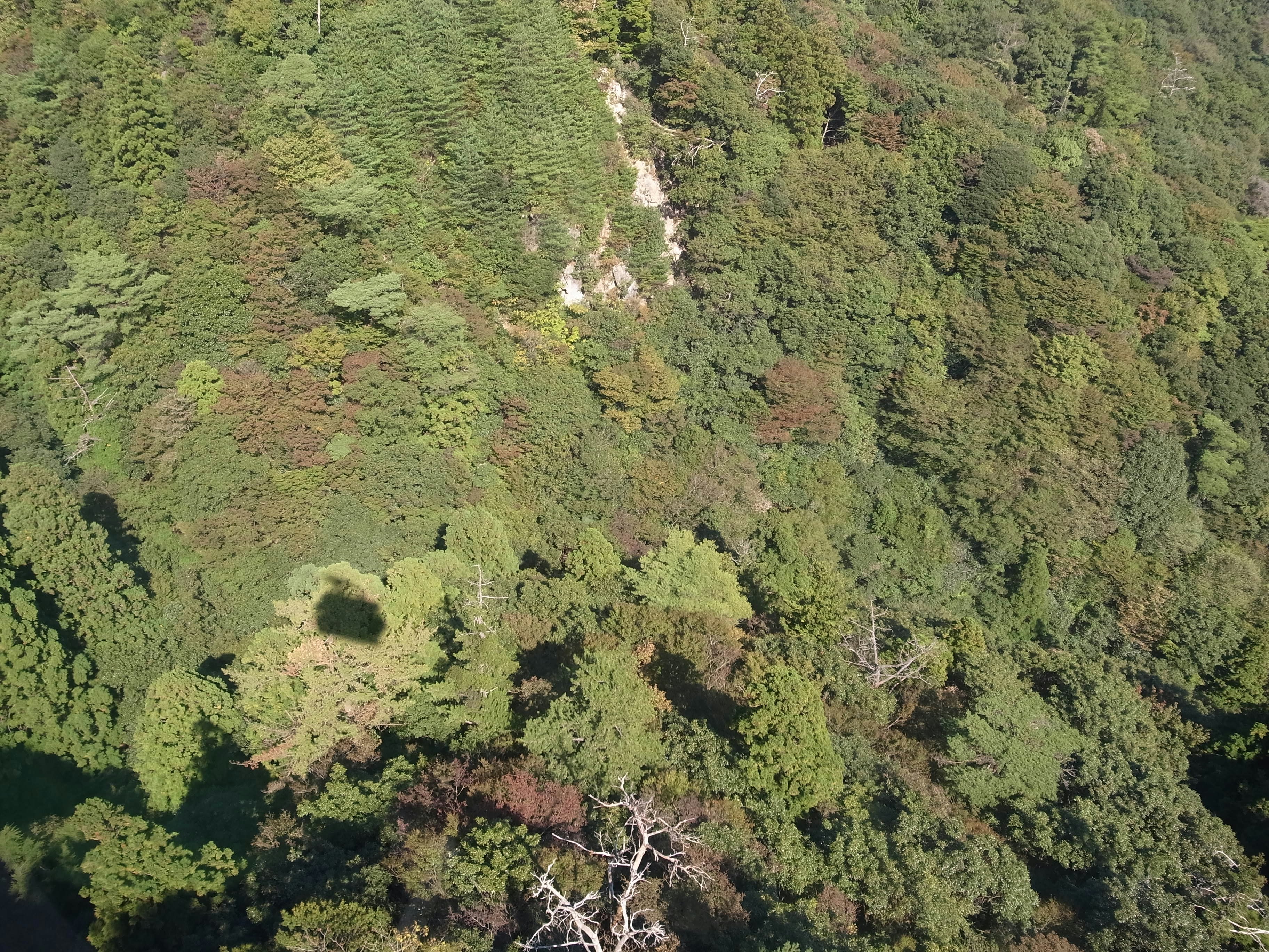 緑の山地に伸びる川の流れと森の斜面