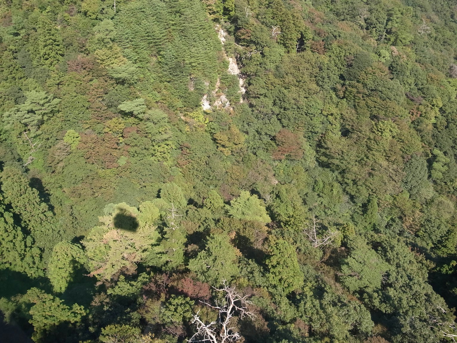 Vista aérea de un bosque verde y copas de árboles