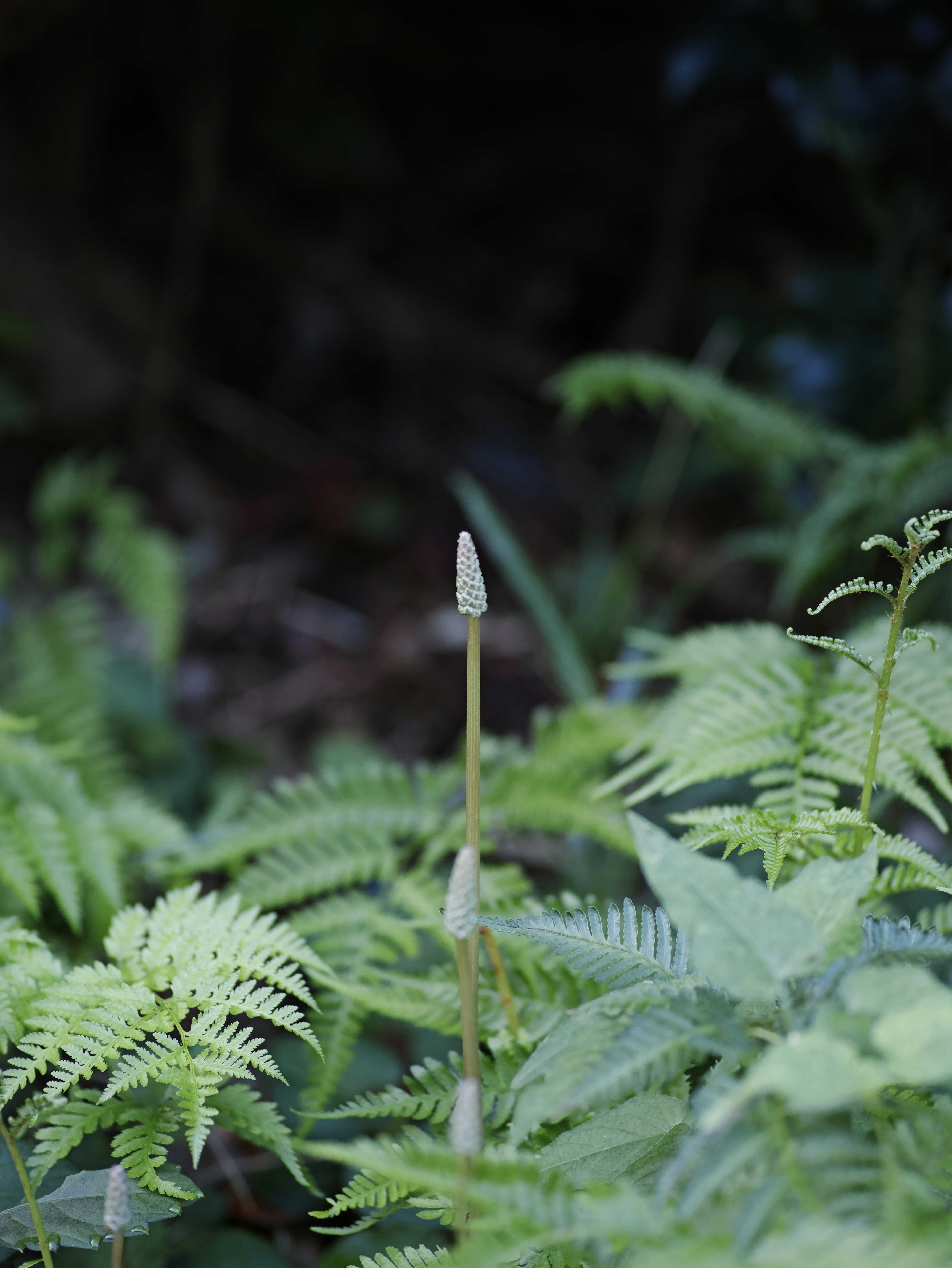 small flower bud among fern leaves
