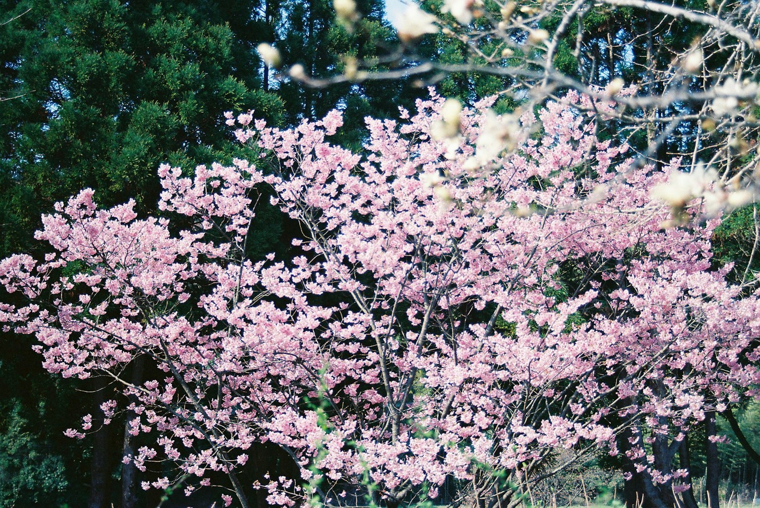 Kirschbaum in voller Blüte mit rosa Blüten