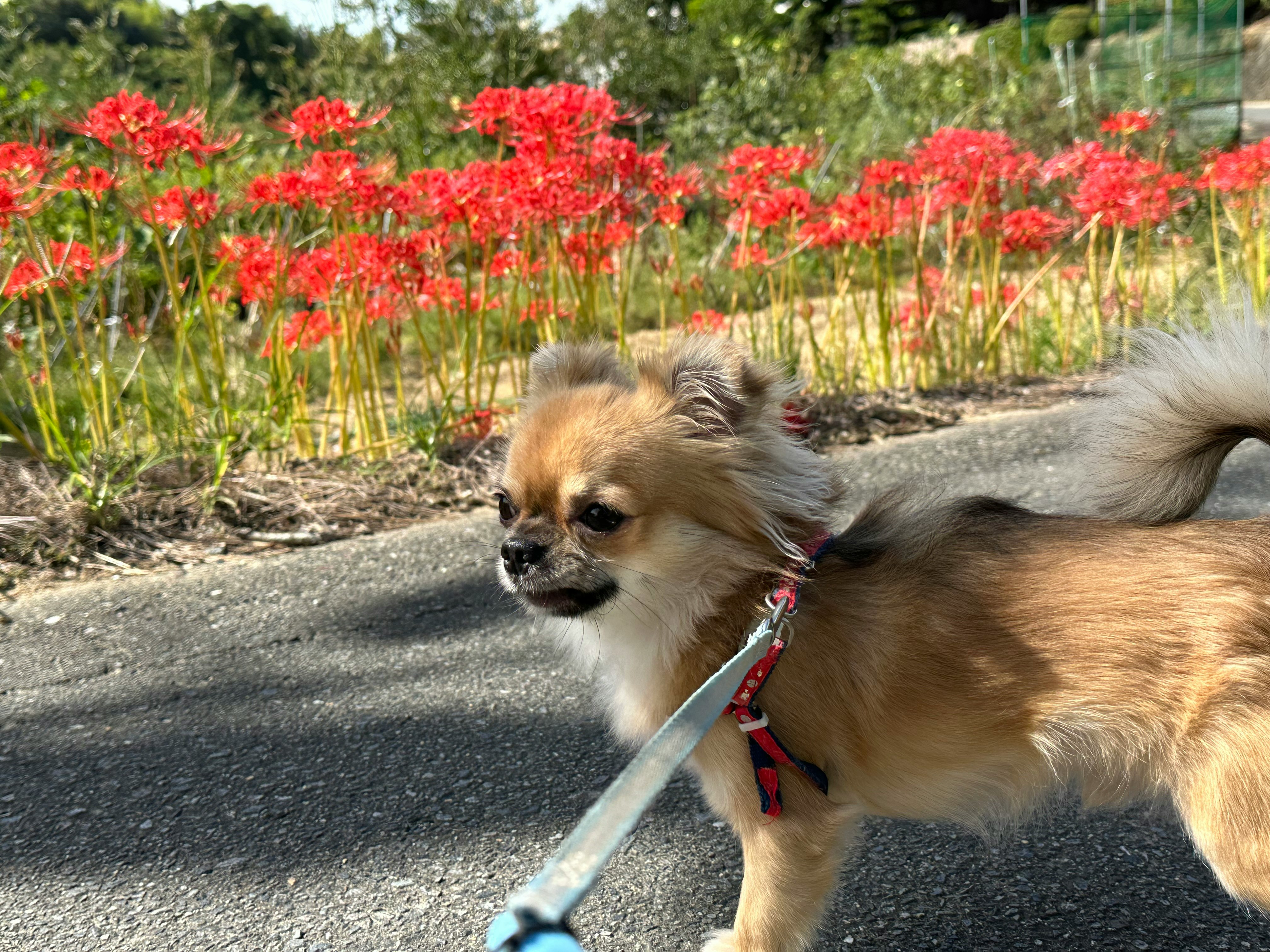 秋の花壇のそばを歩くチワワ