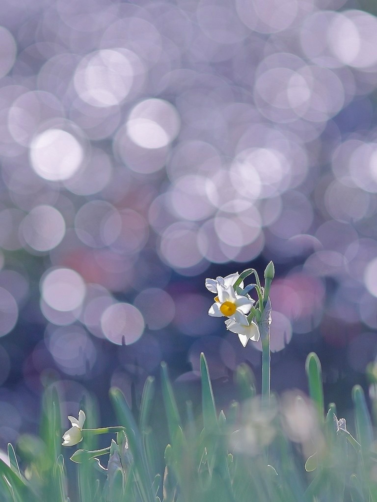 Un singolo fiore spicca su uno sfondo sfocato blu-viola