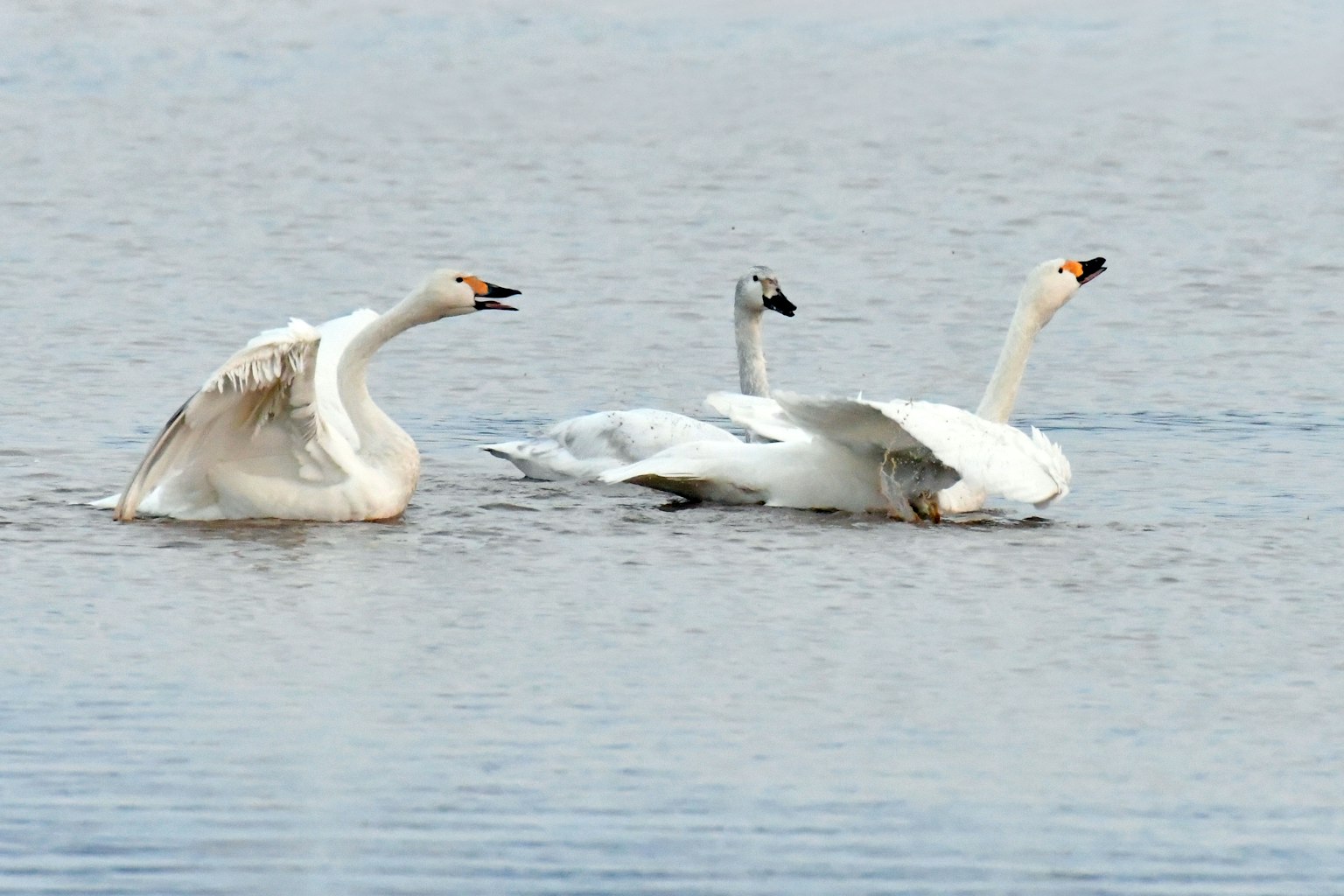 Un groupe de cygnes nageant sur l'eau