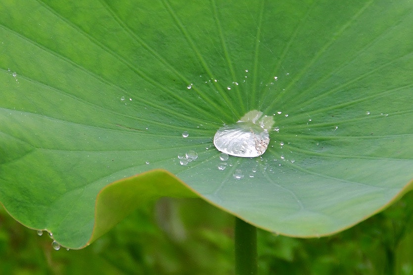 雨粒をまとった蓮の葉のクローズアップ