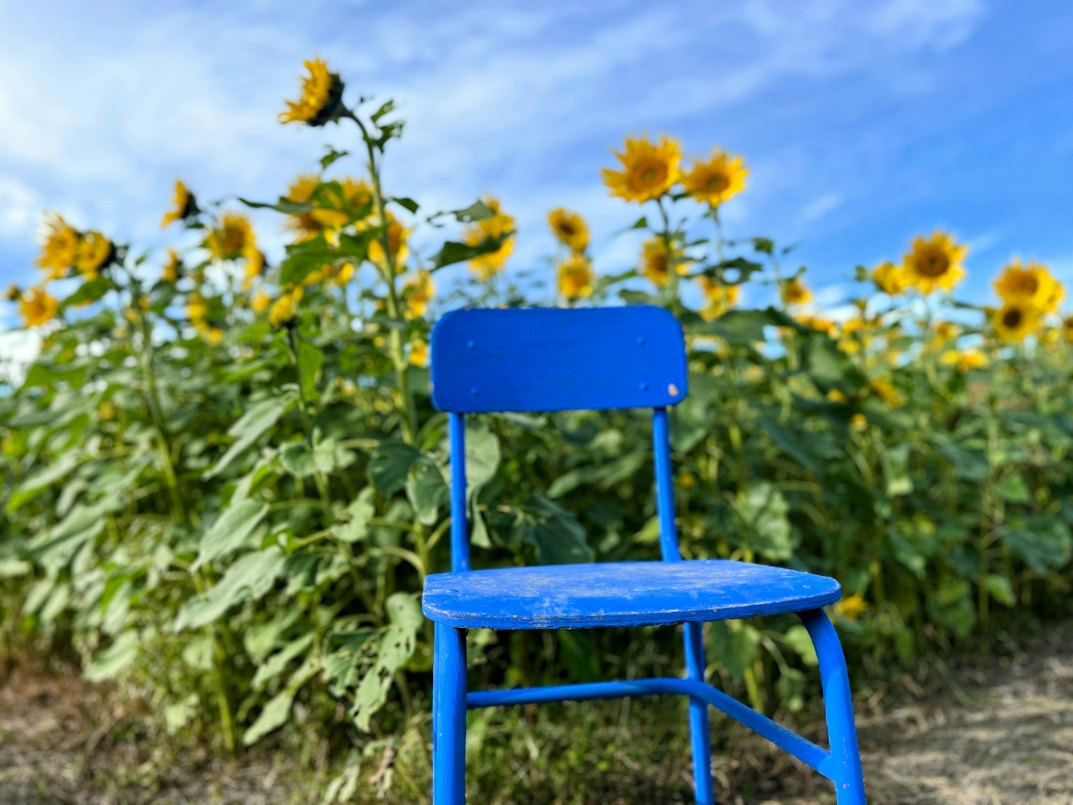 Una sedia blu in un campo di girasoli sotto un cielo sereno