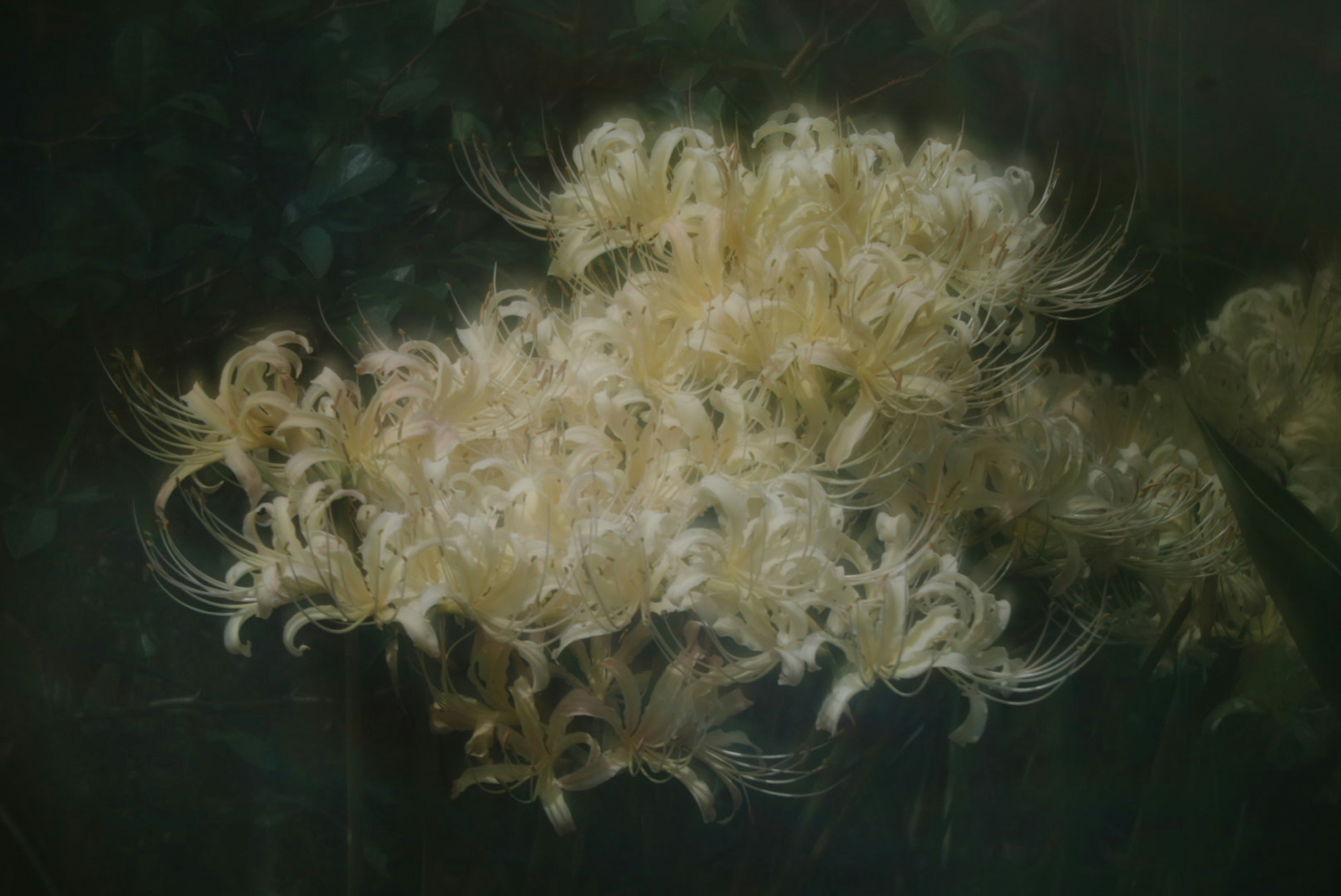 cluster of higanbana petals floating against a dark, watery-looking background
