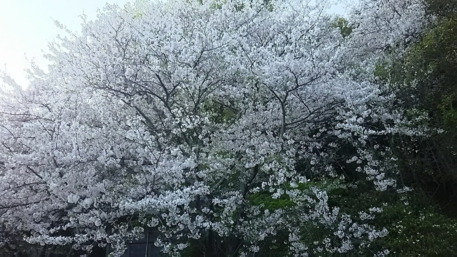 櫻花樹盛開，覆蓋著白色花朵