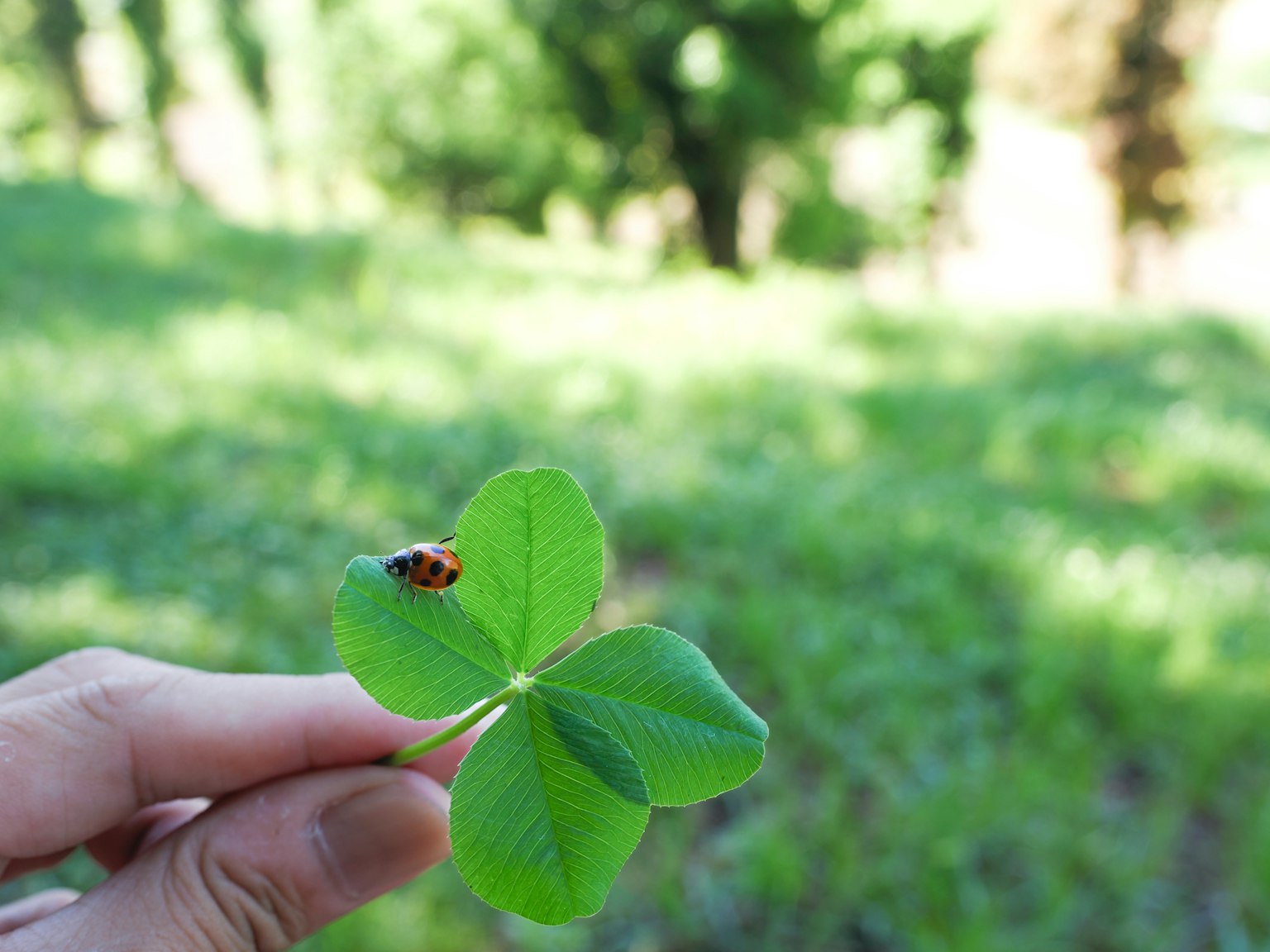 Una mano che tiene un trifoglio a quattro foglie con una coccinella sopra