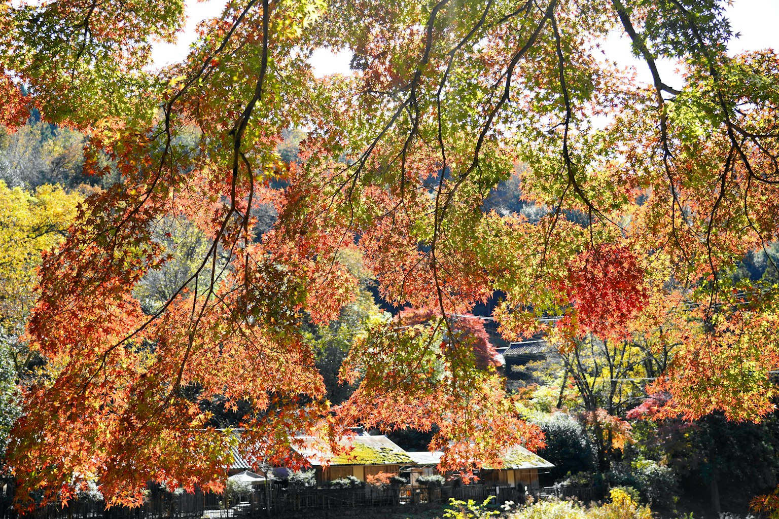 Follaje de otoño vibrante con hojas coloridas enmarcando un paisaje sereno