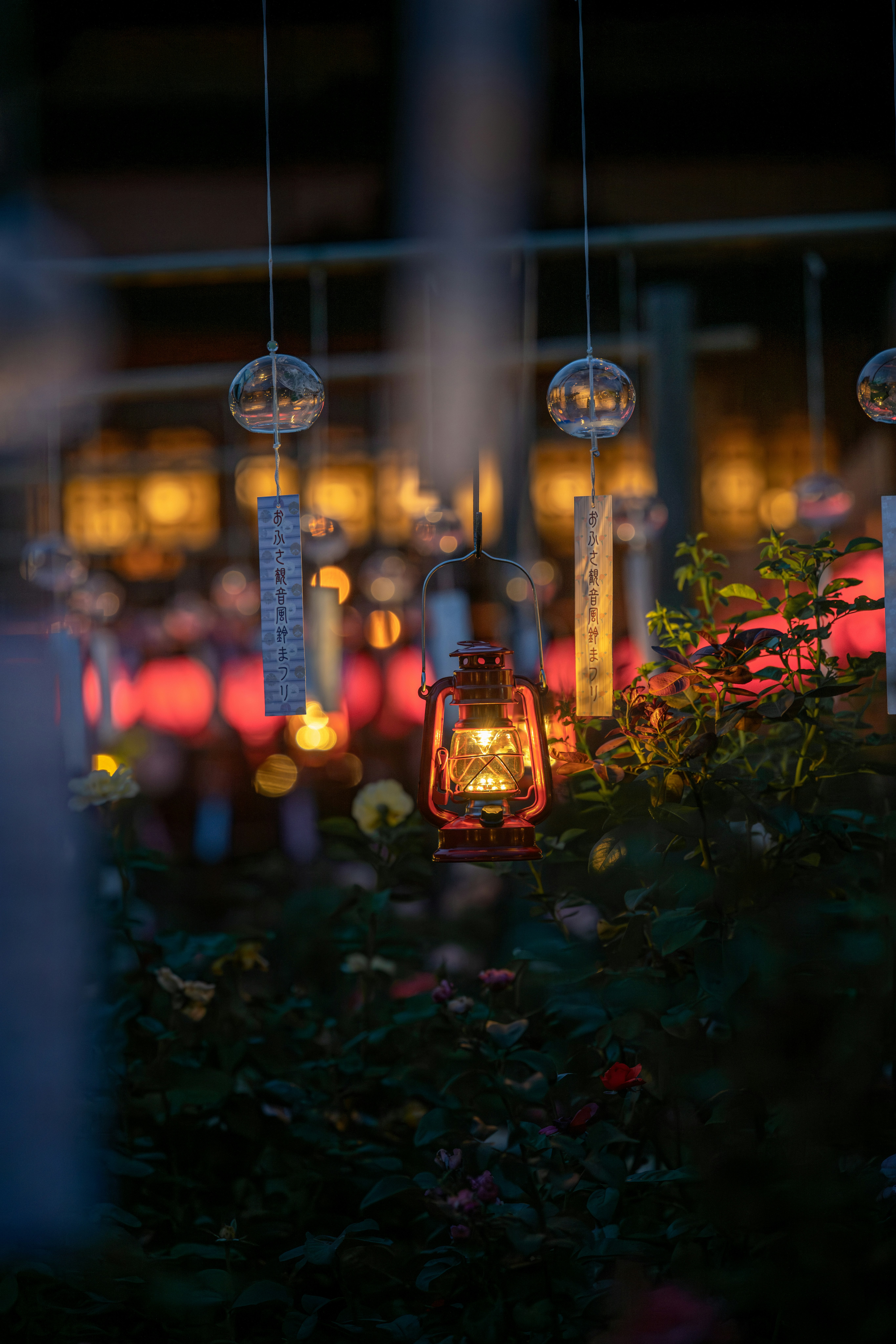 夏夜里发光的灯笼与花朵夜景