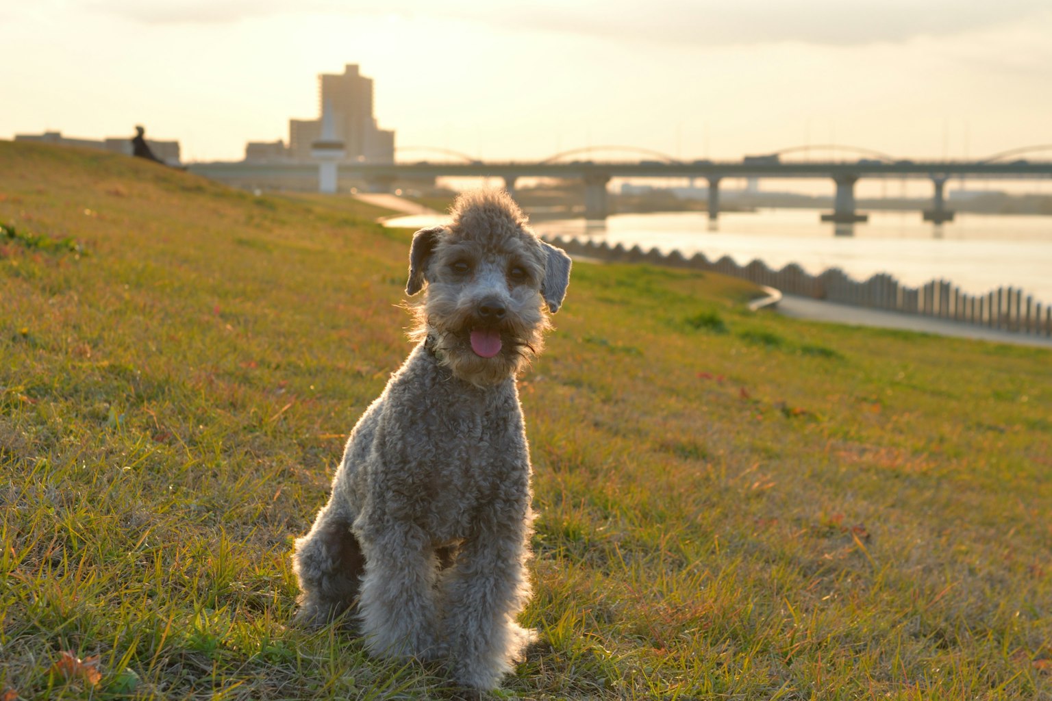 Anjing schnauzer duduk di tepi sungai