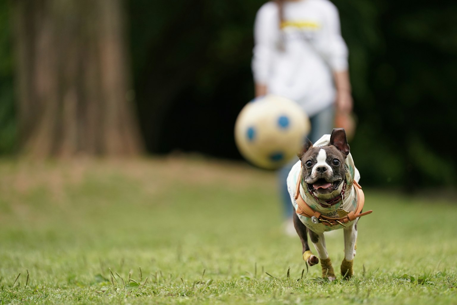 Ein Hund, der in einem Park einem Ball hinterherläuft, den sein Besitzer hält
